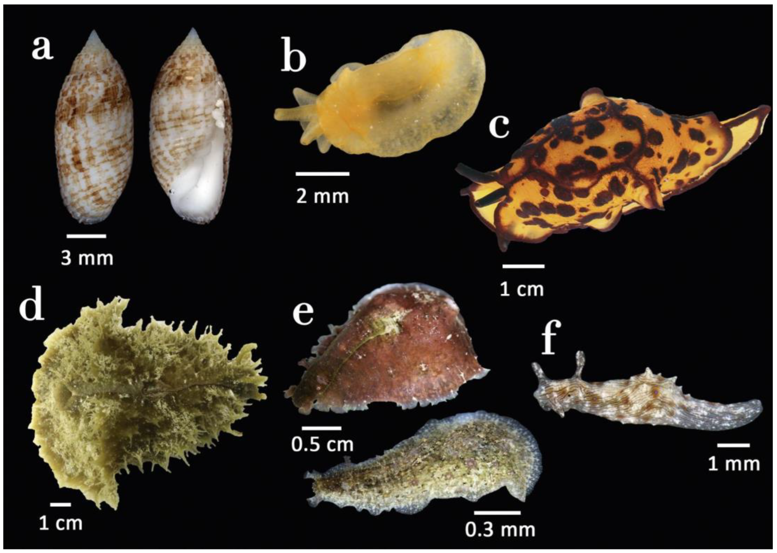 Diversity 15 00219 g003 Diversity 15 00219 g003