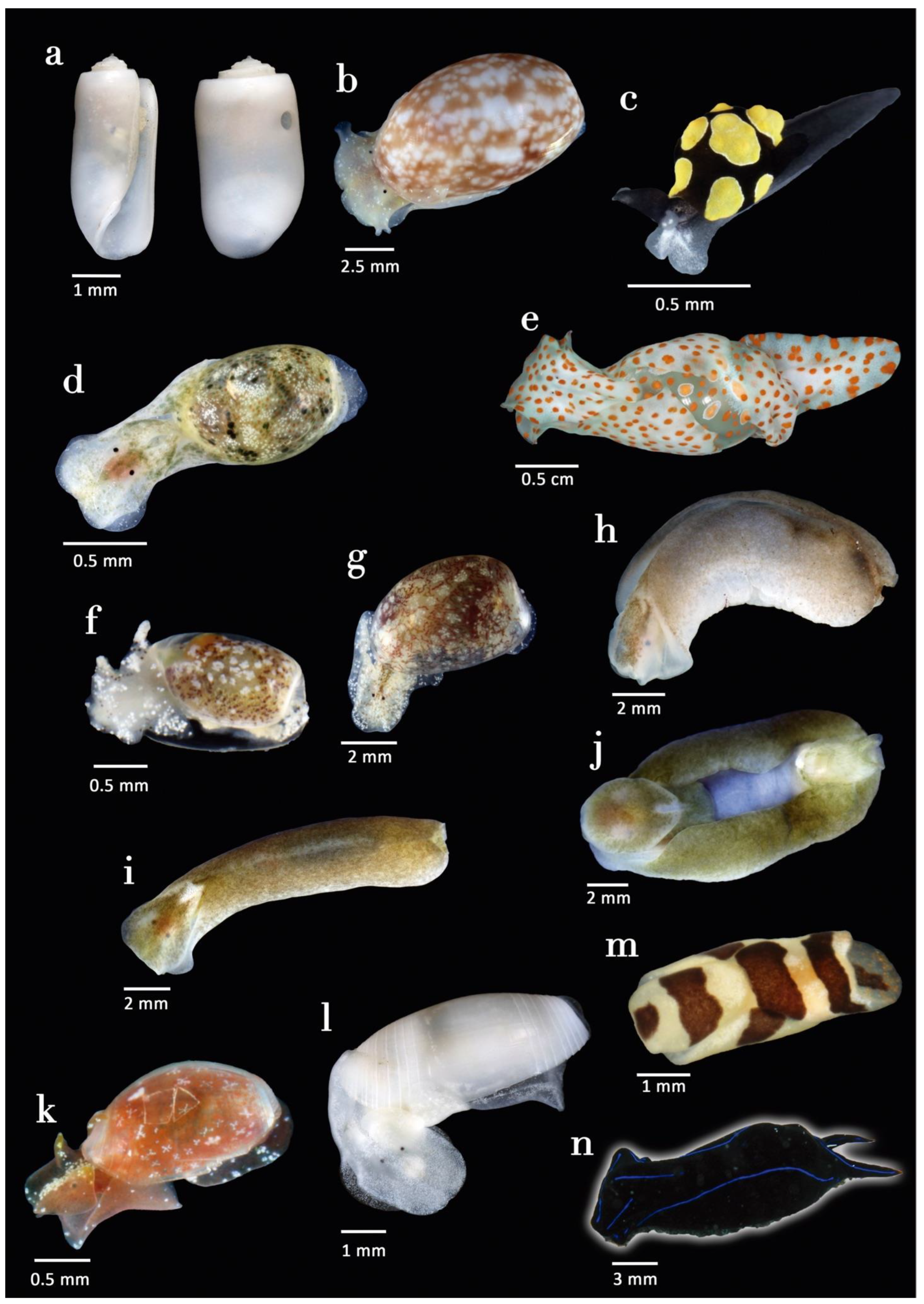 Diversity 15 00219 g004 Diversity 15 00219 g004