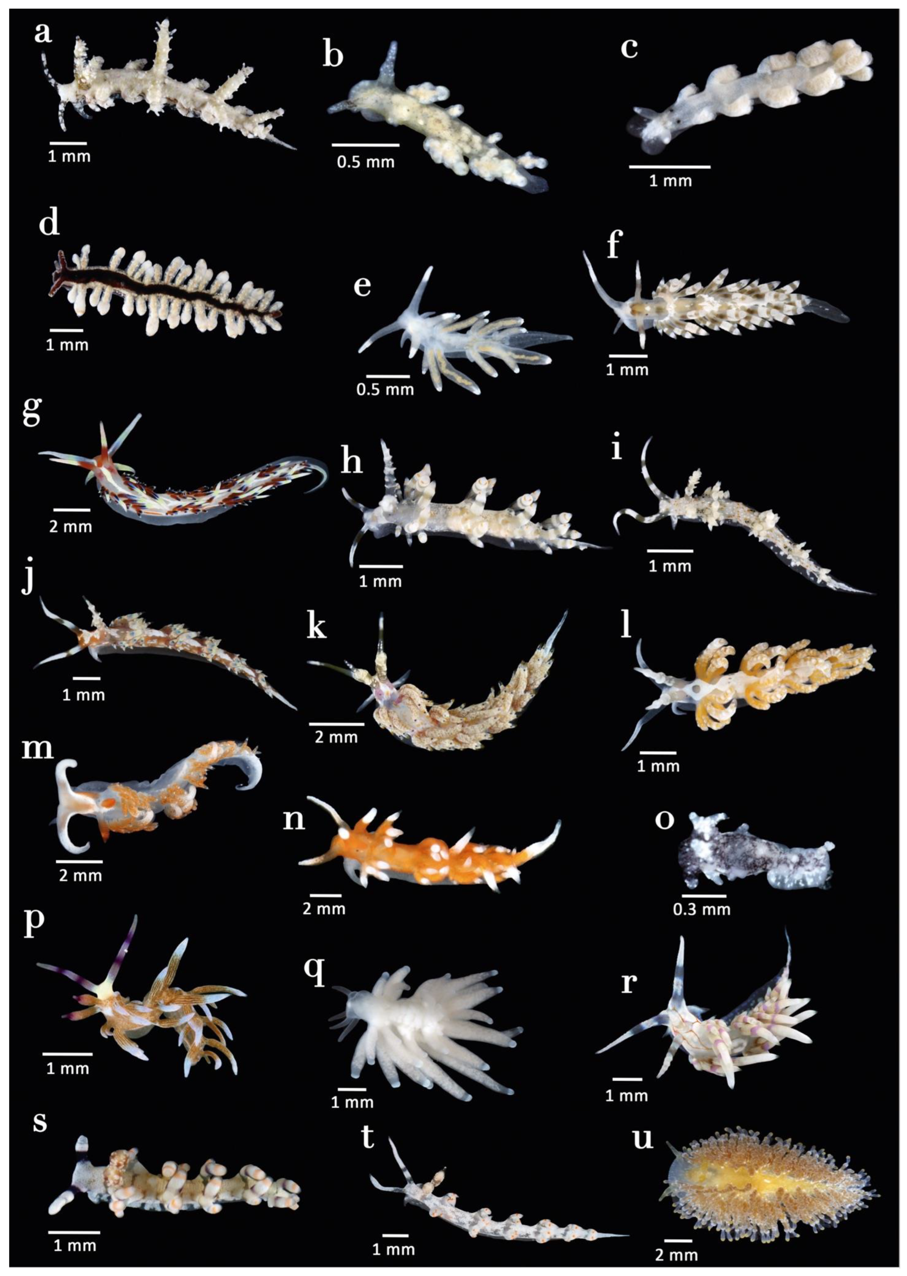 Diversity 15 00219 g005 Diversity 15 00219 g005