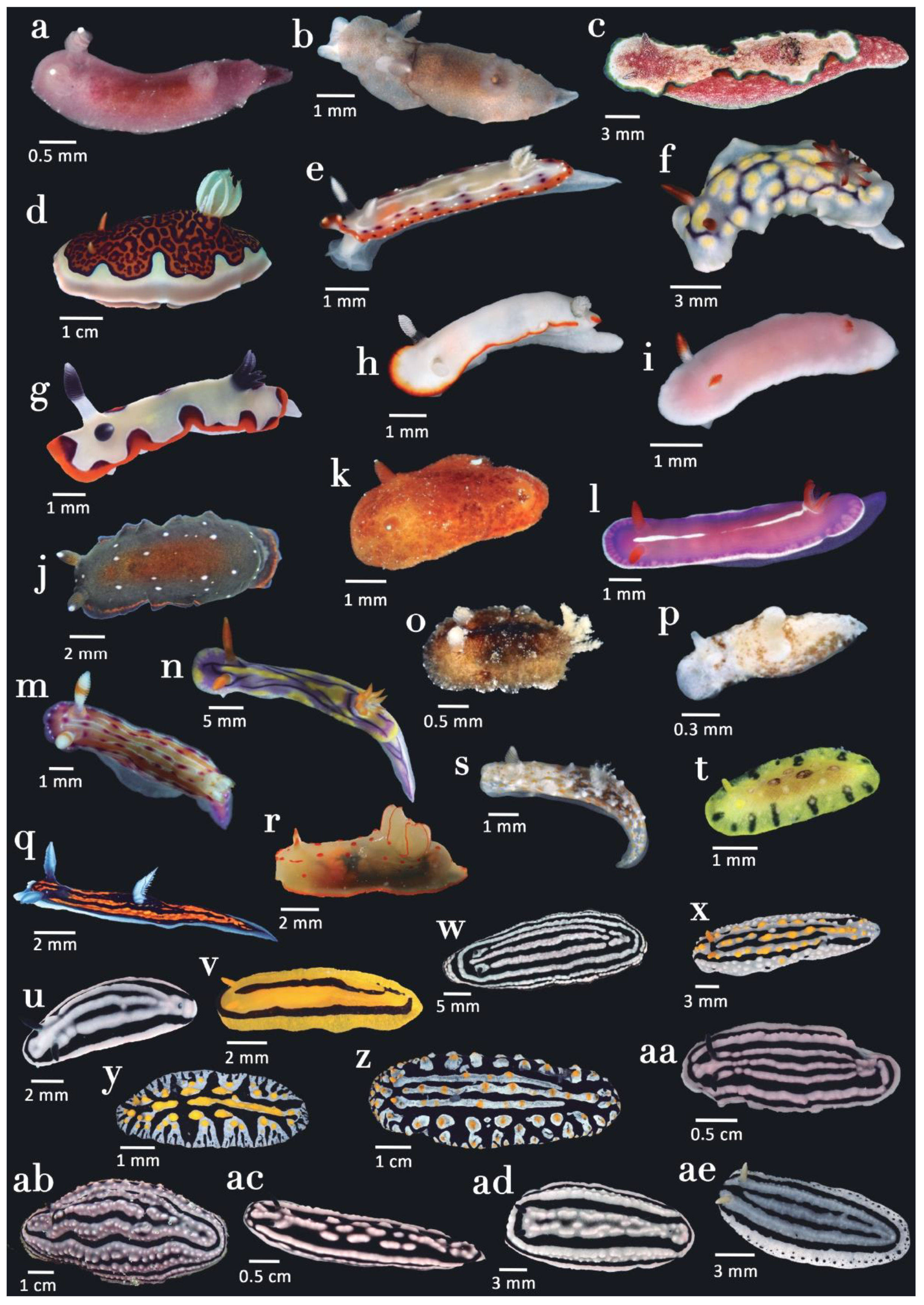 Diversity 15 00219 g006 Diversity 15 00219 g006