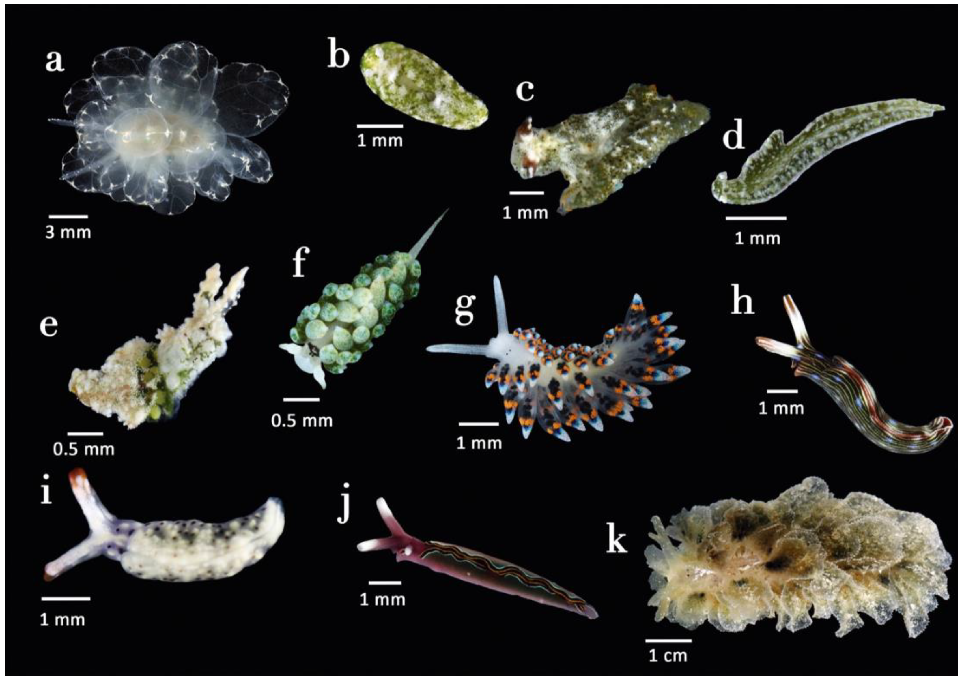 Diversity 15 00219 g007 Diversity 15 00219 g007