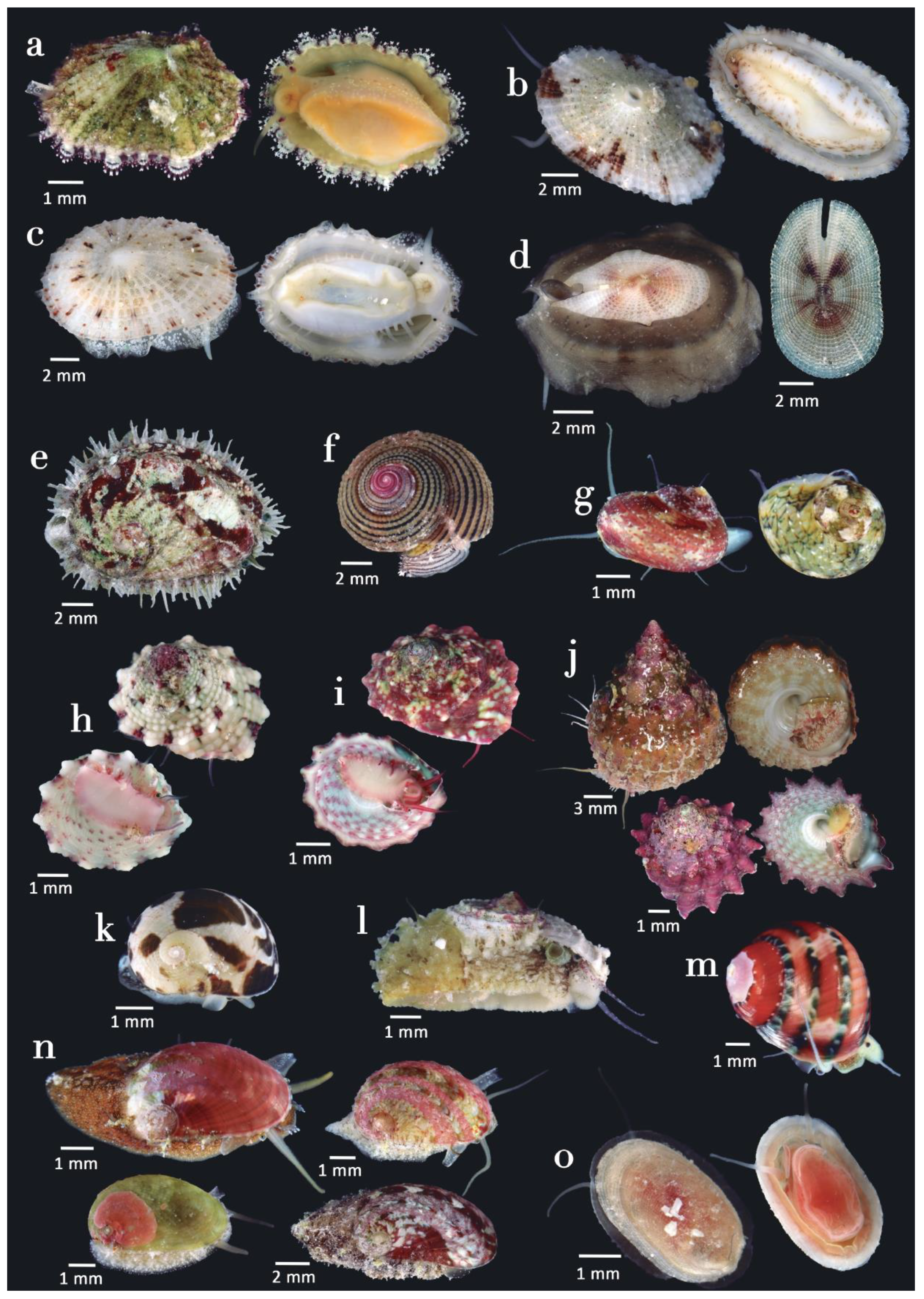 Diversity 15 00219 g008 Diversity 15 00219 g008