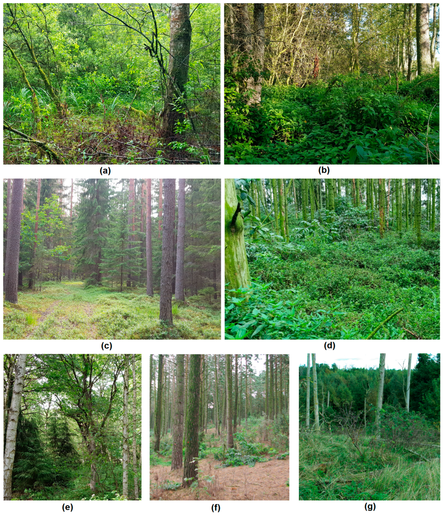 Diversity 15 00220 g002