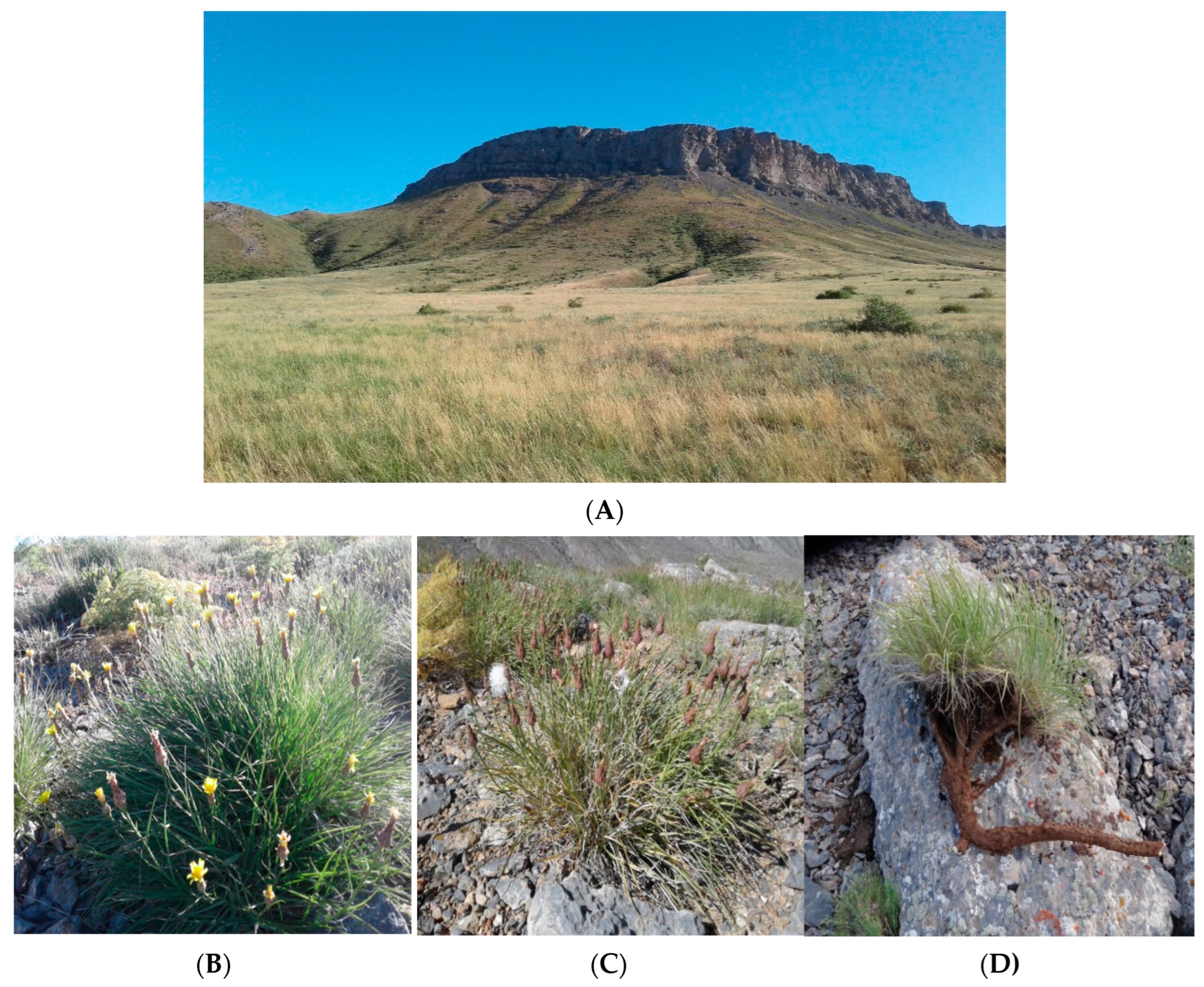 Diversity 15 00224 g001