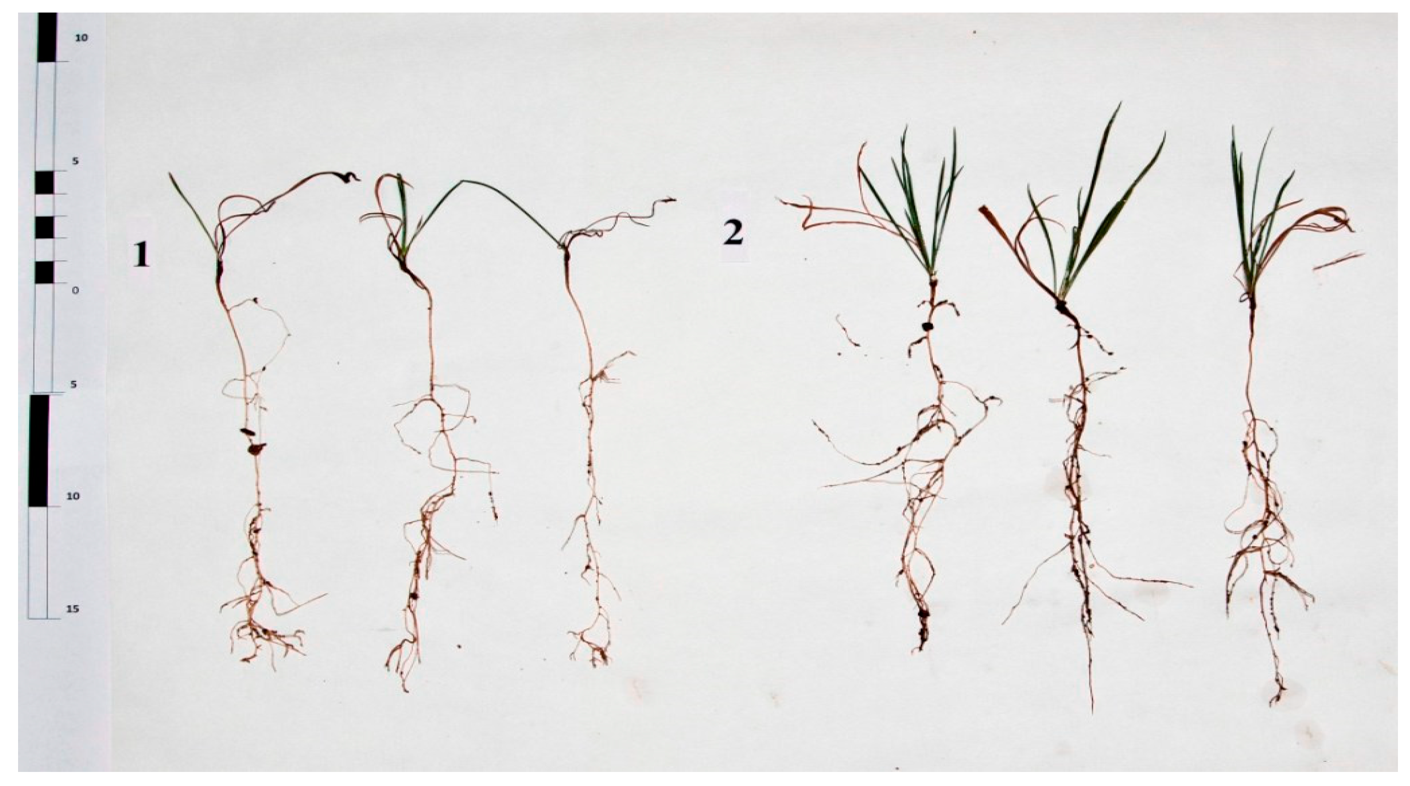 Diversity 15 00224 g009