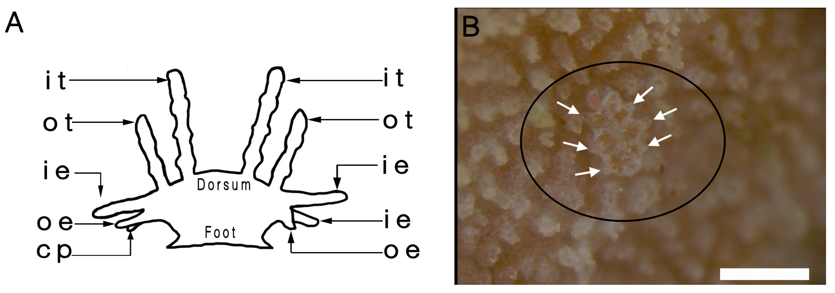 Diversity 15 00226 g002