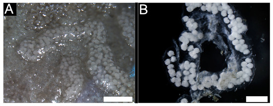 First Record of Corallivorous Nudibranch Pinufius