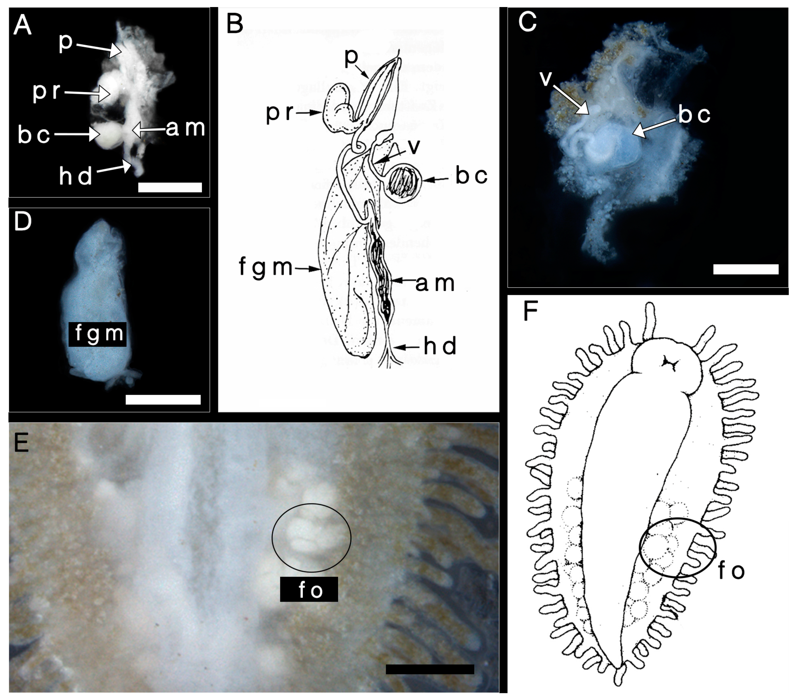 Diversity 15 00226 g005