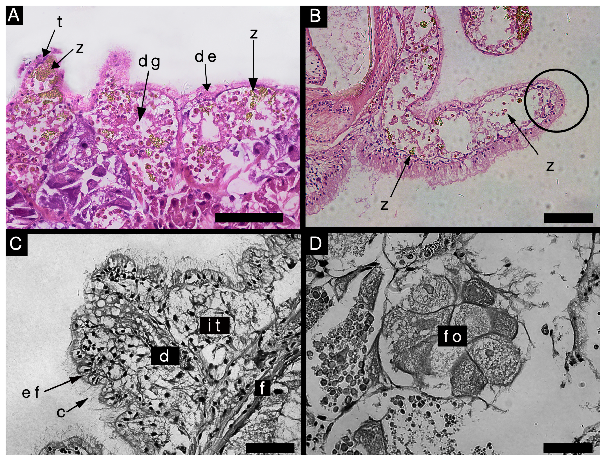 Diversity 15 00226 g006