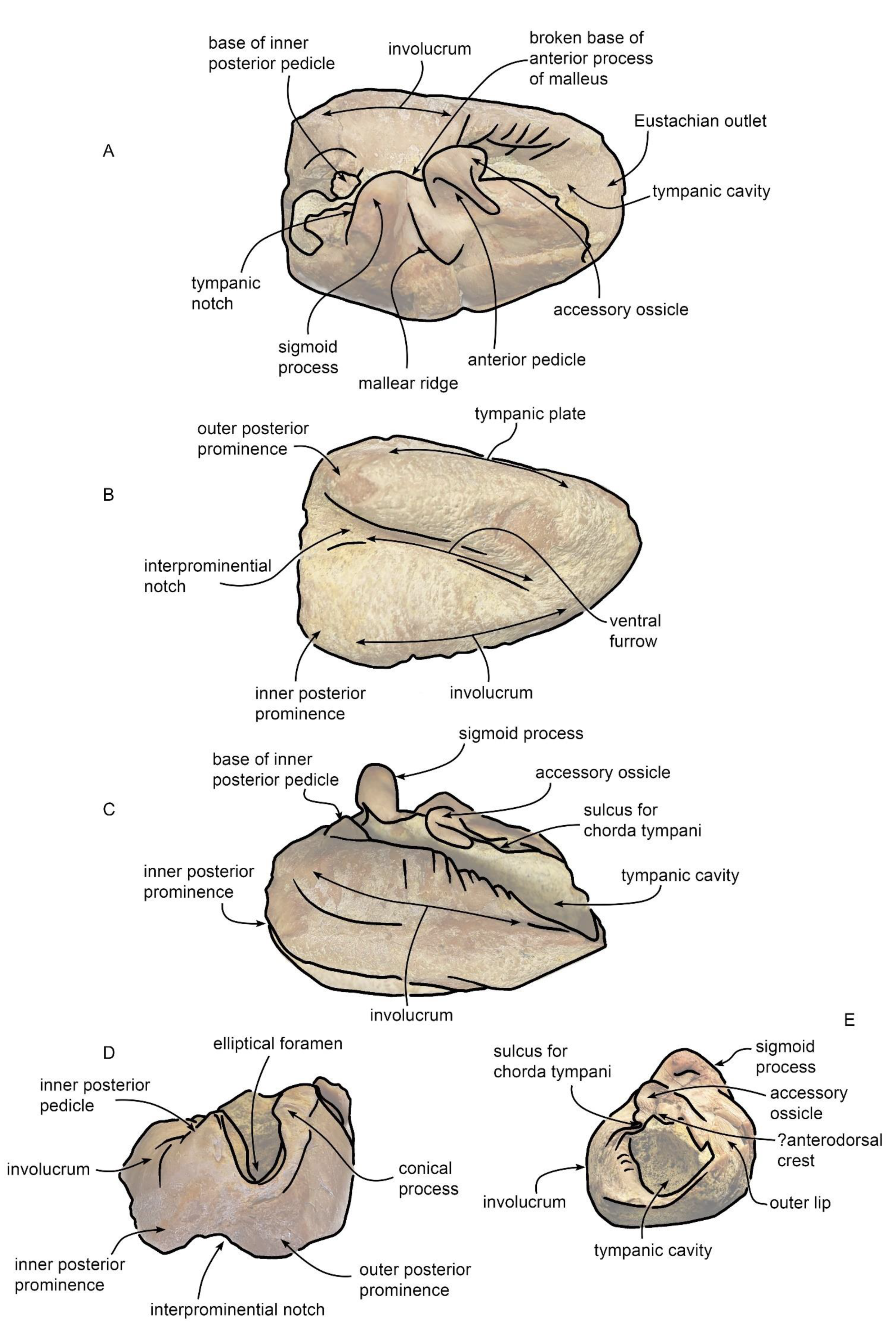 Diversity 15 00227 g010