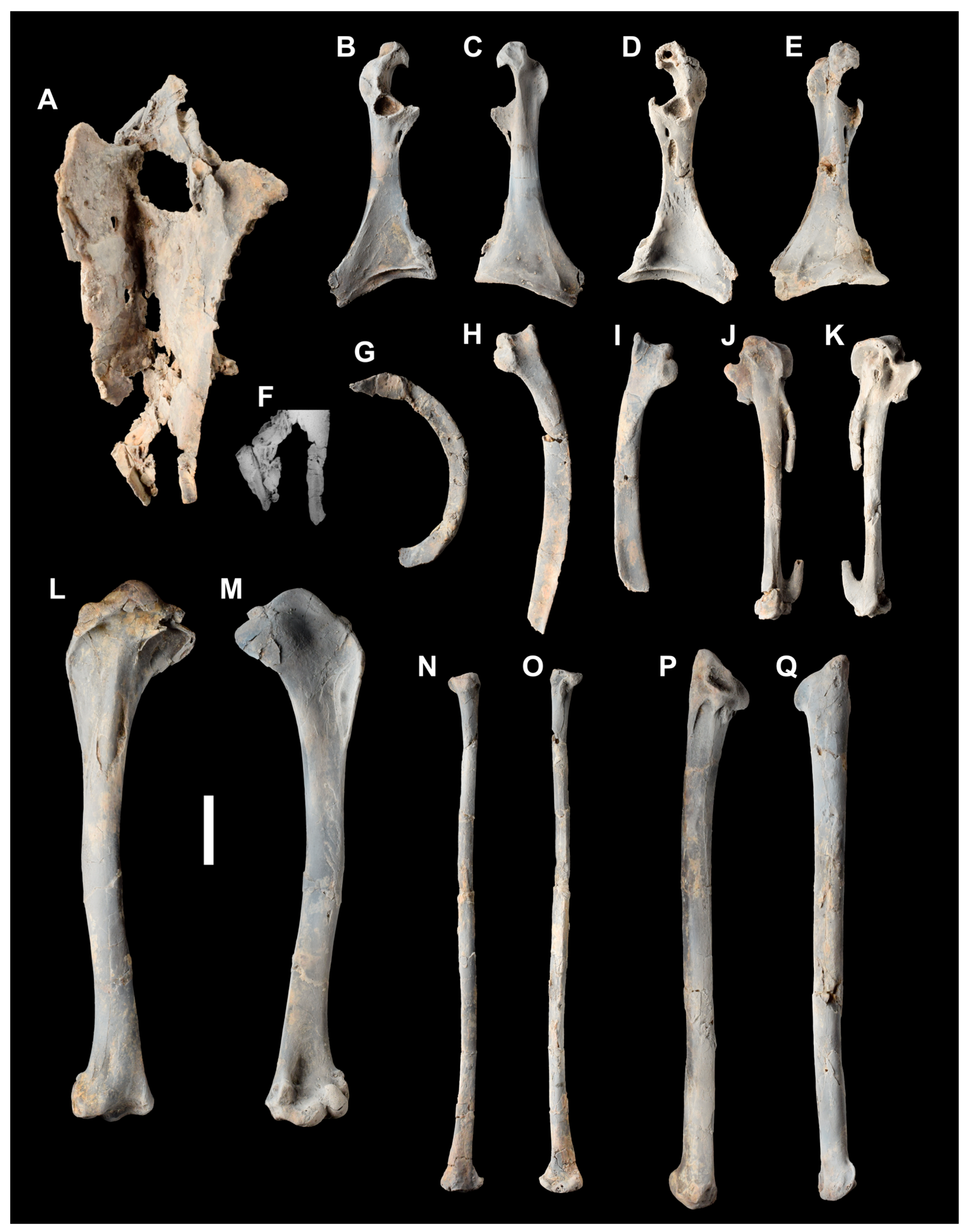 Diversity 15 00233 g002