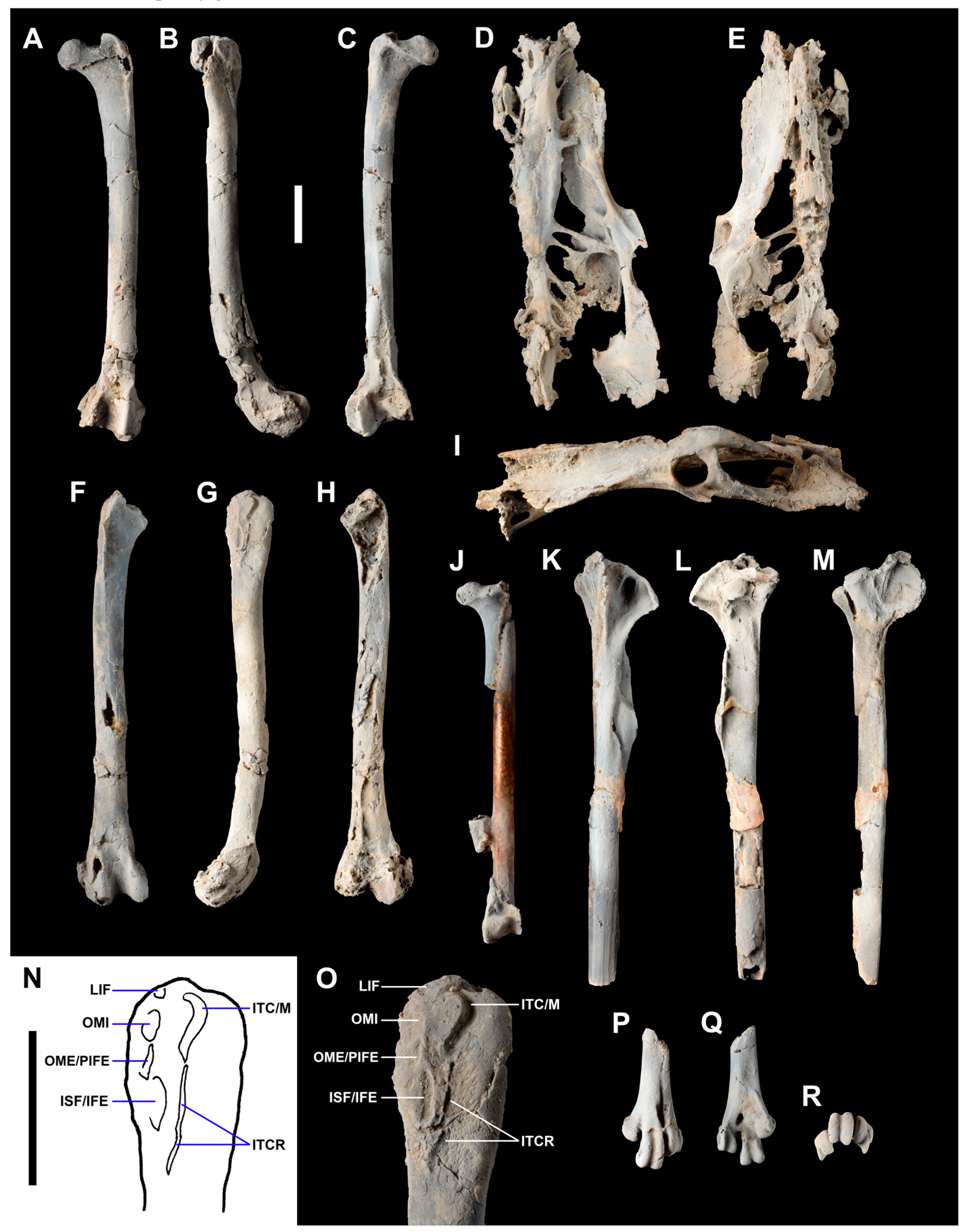 Diversity 15 00233 g003
