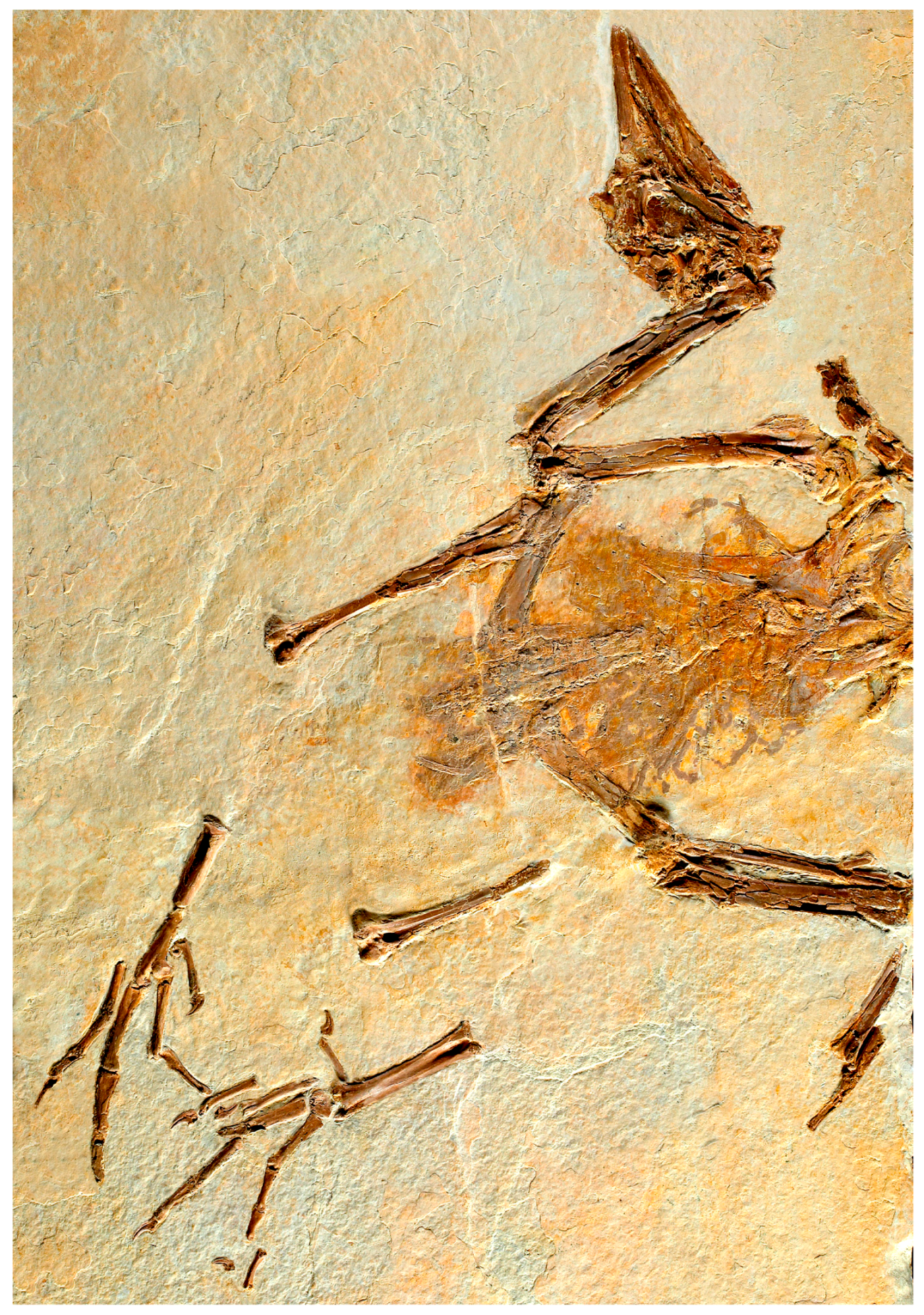 Diversity 15 00233 g004