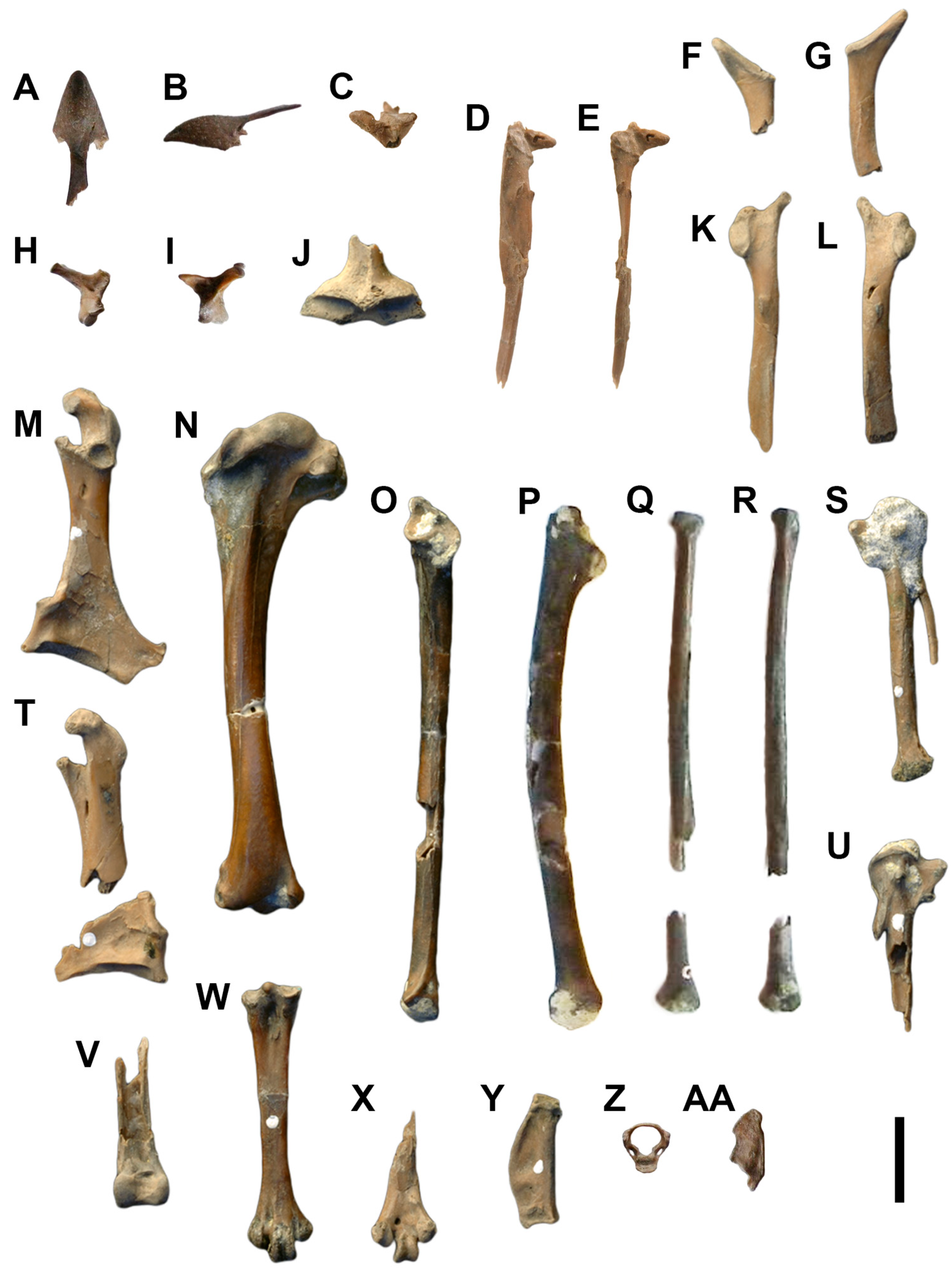 Diversity 15 00233 g005