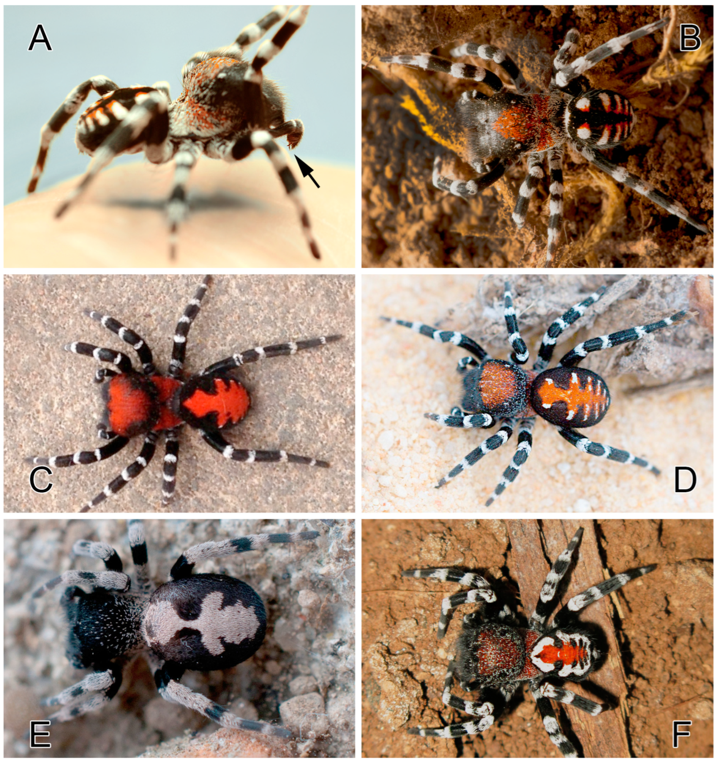 Researchers discover new spider species in Israel –