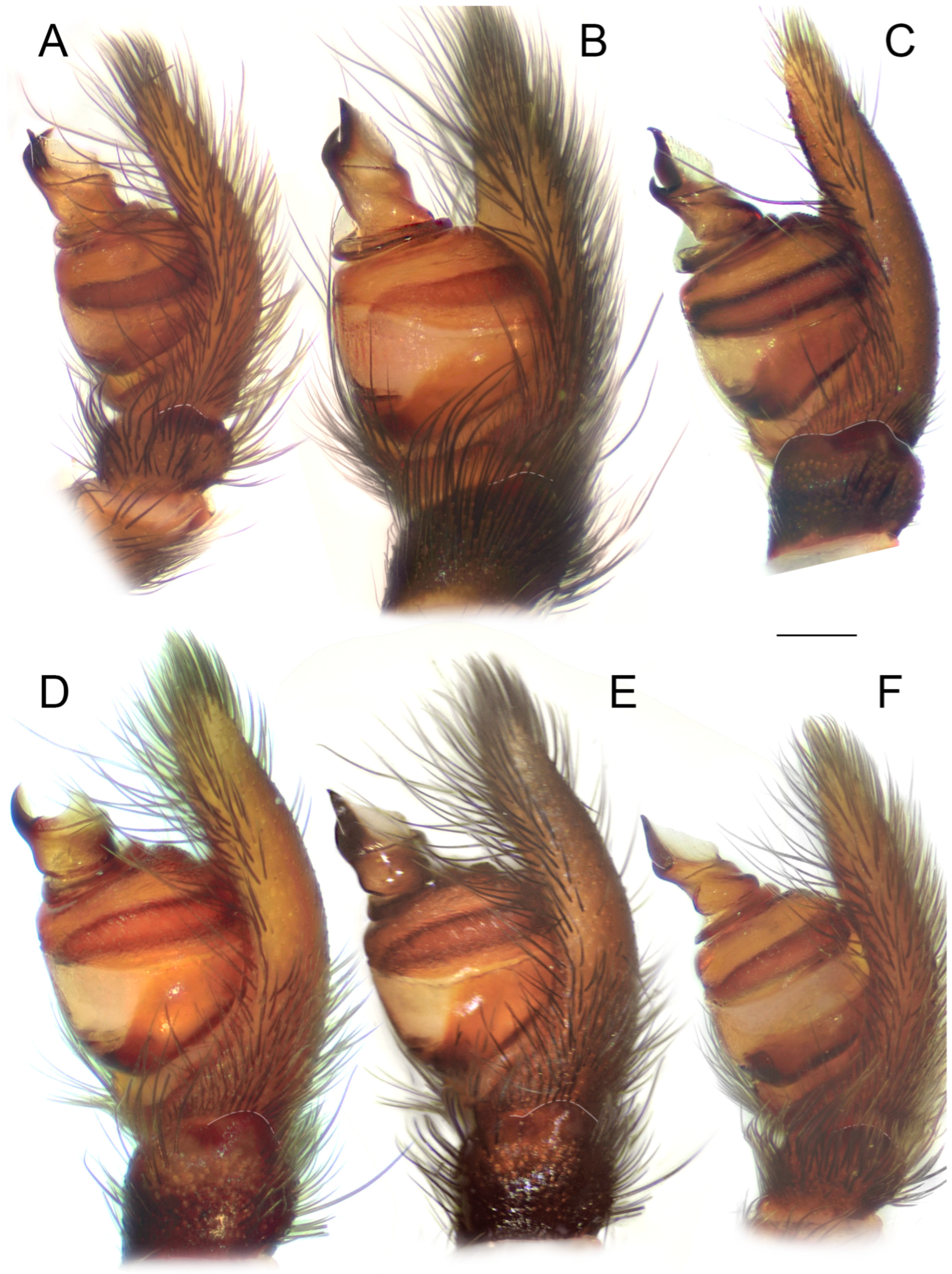 Diversity 15 00238 g006