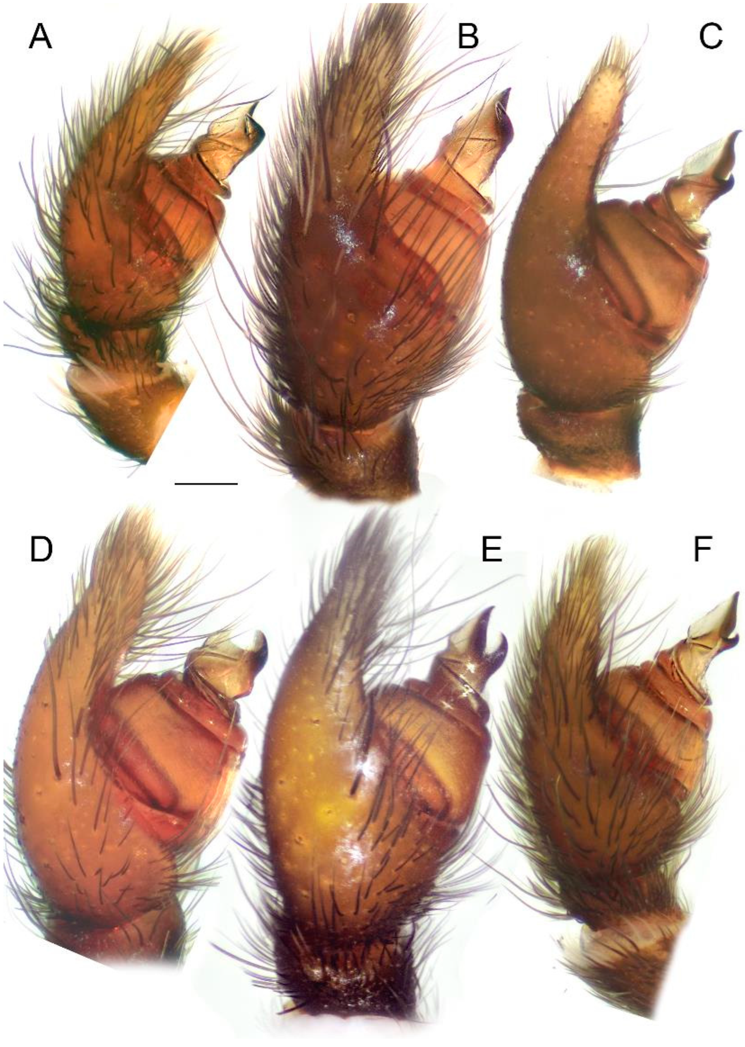 Diversity 15 00238 g008