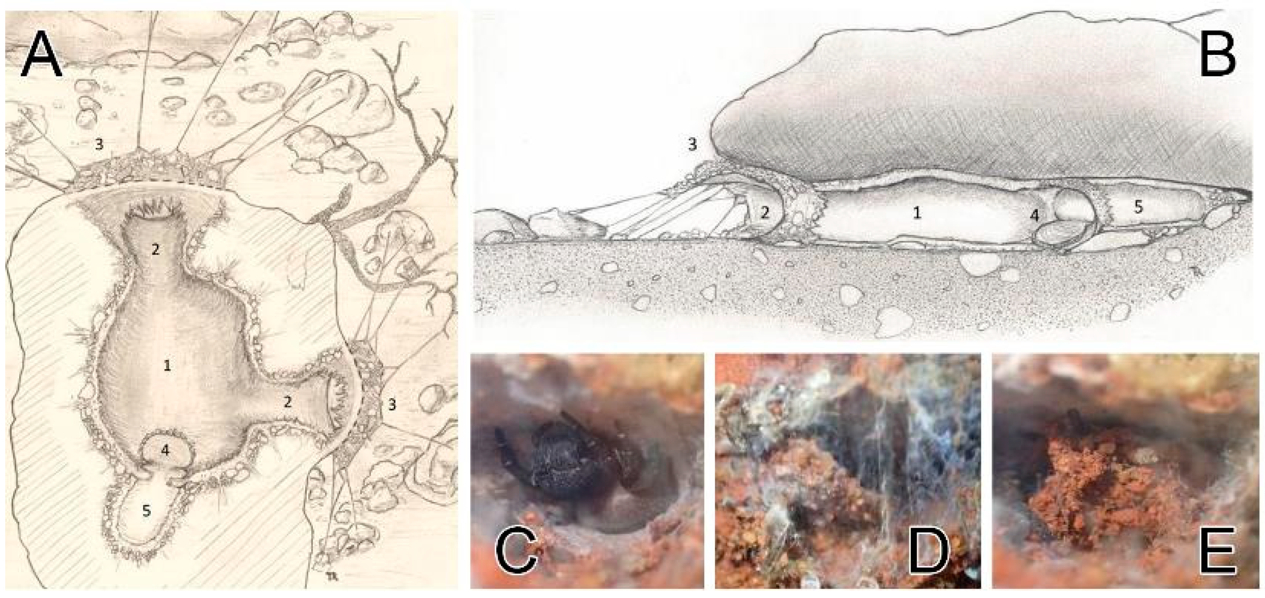 Diversity 15 00238 g010