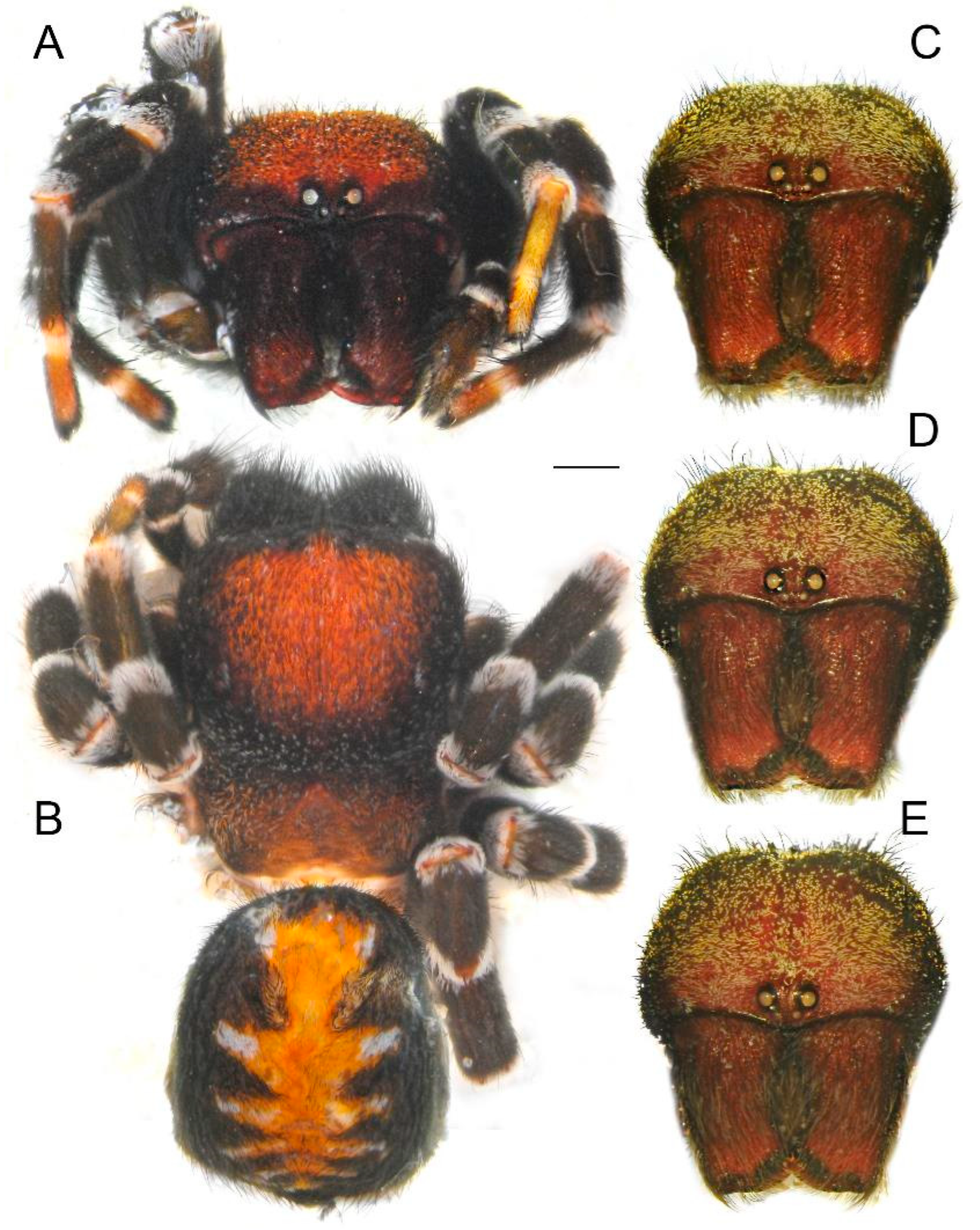 Diversity 15 00238 g011