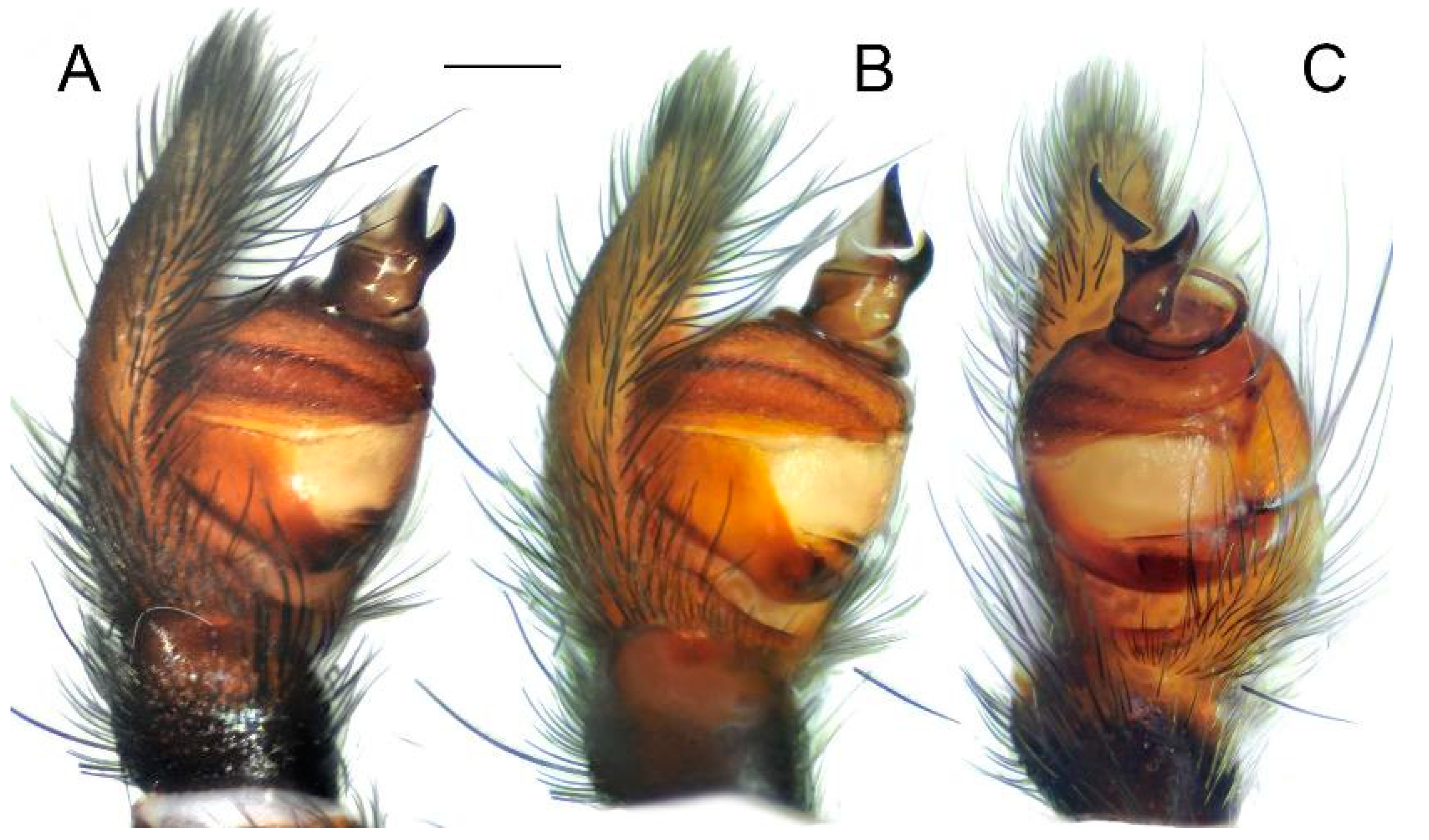 Diversity 15 00238 g012
