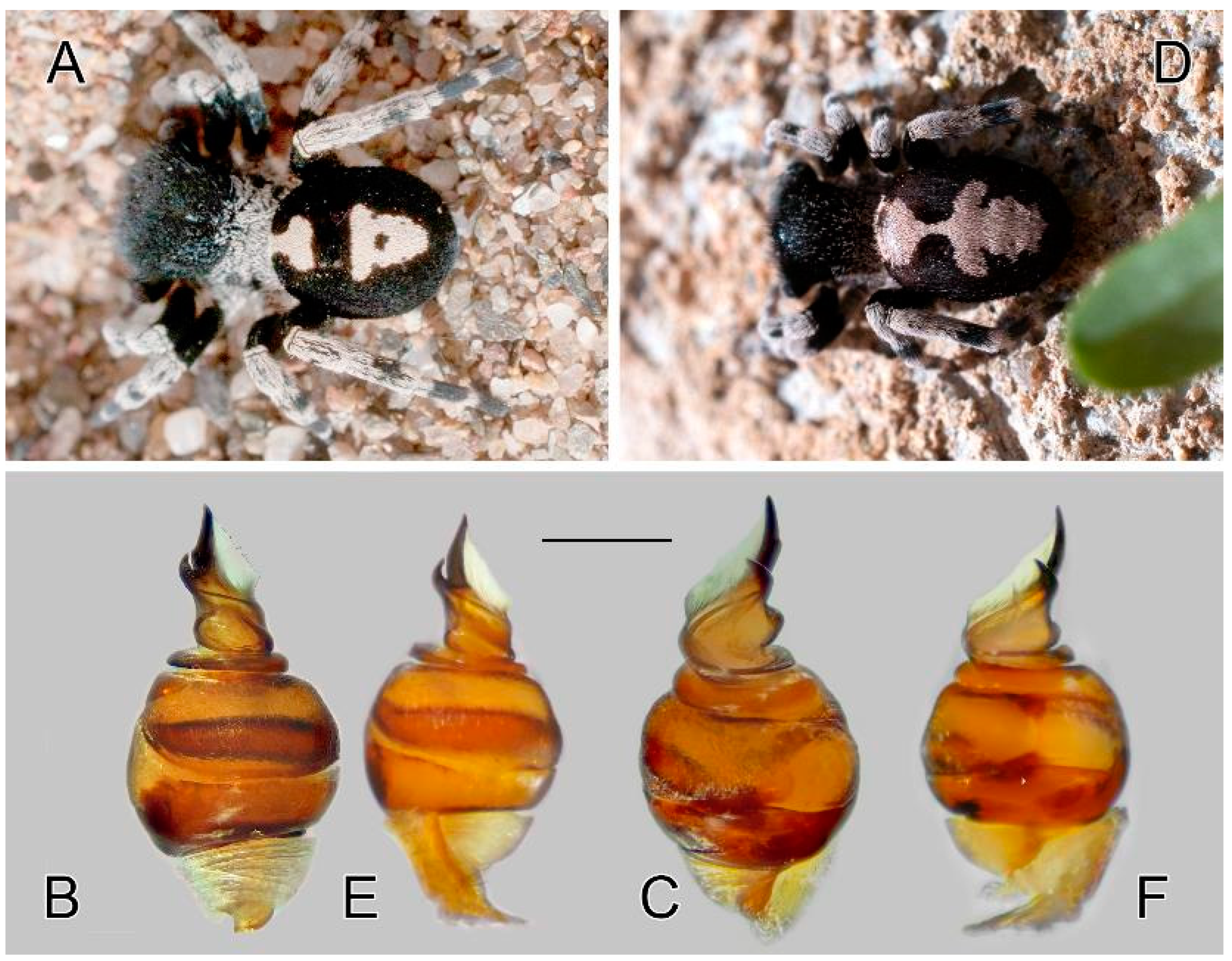 Diversity 15 00238 g015