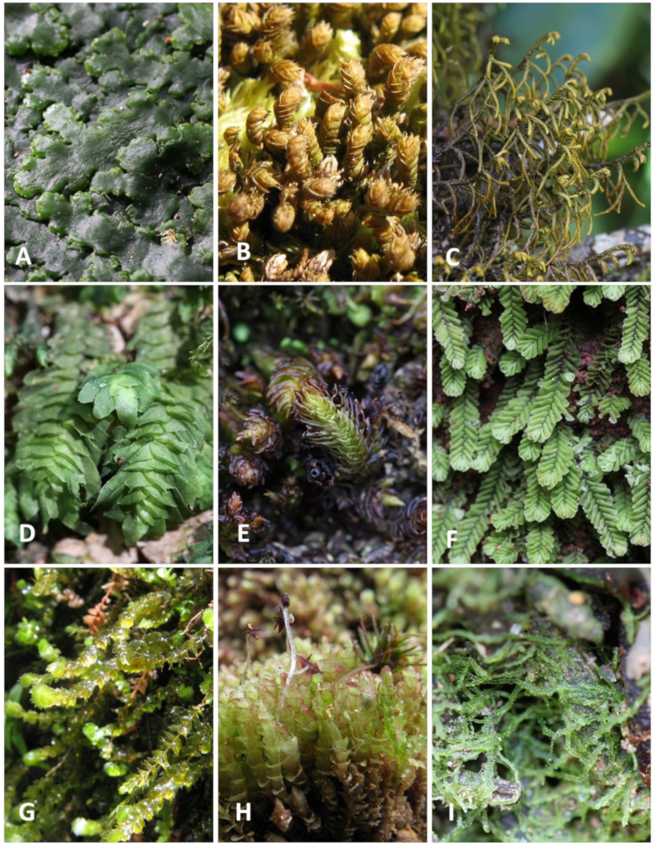 Diversity 15 00241 g004