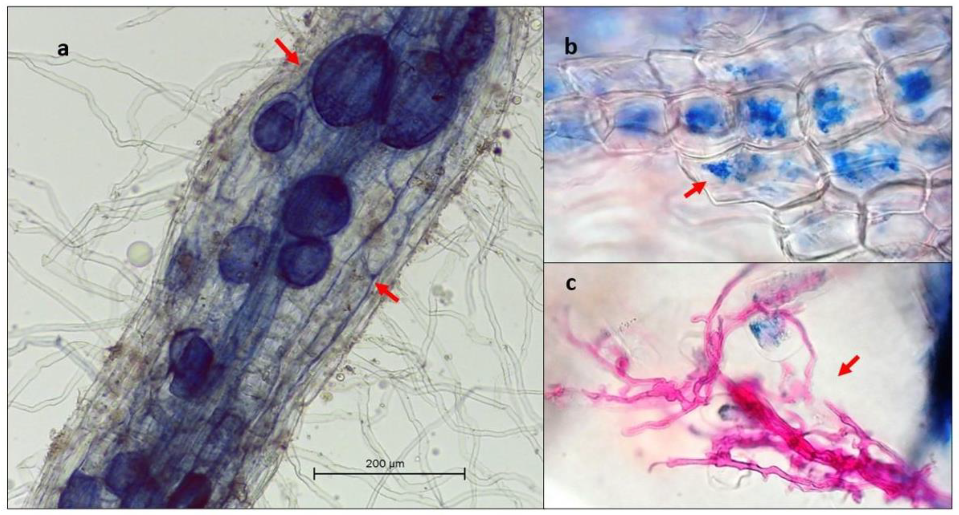 Diversity 15 00246 g001