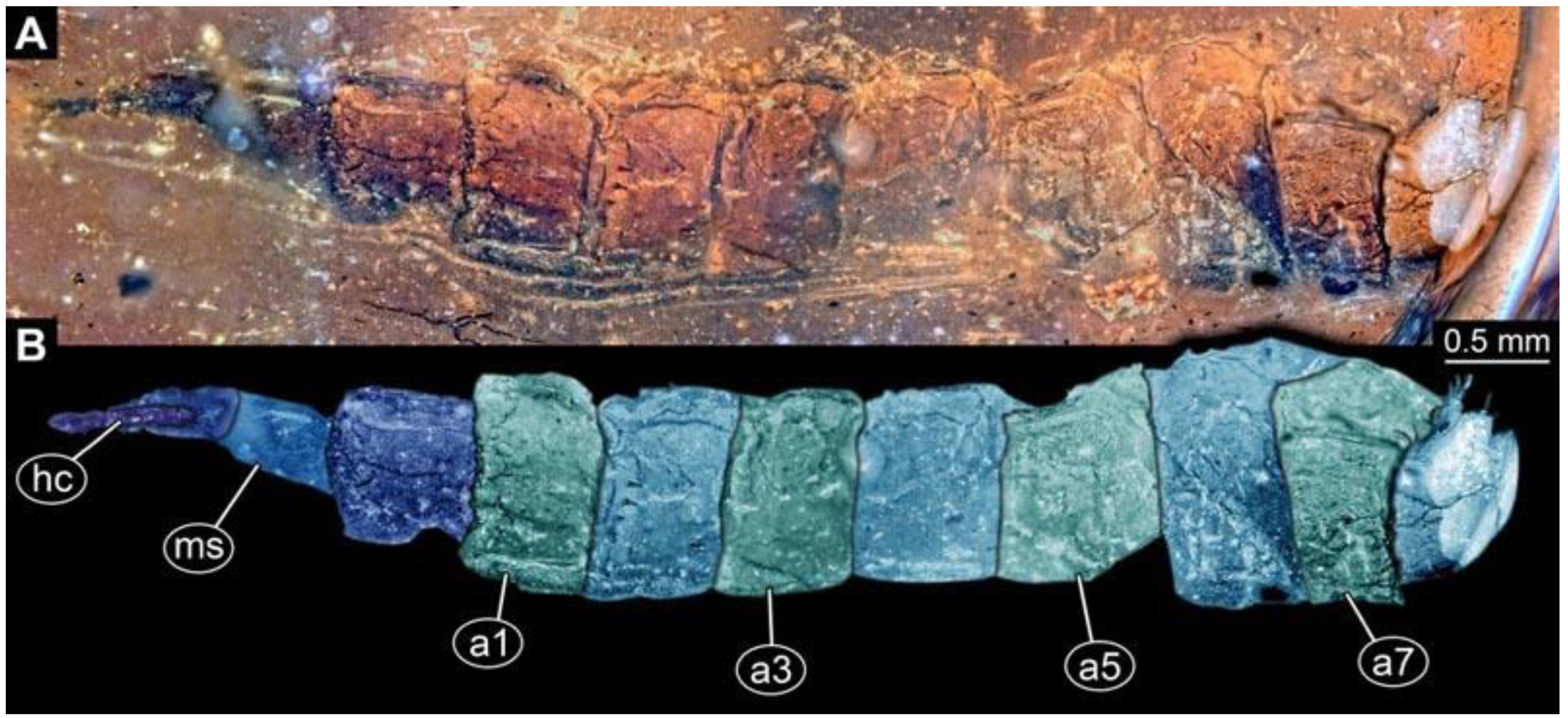 Diversity 15 00247 g003