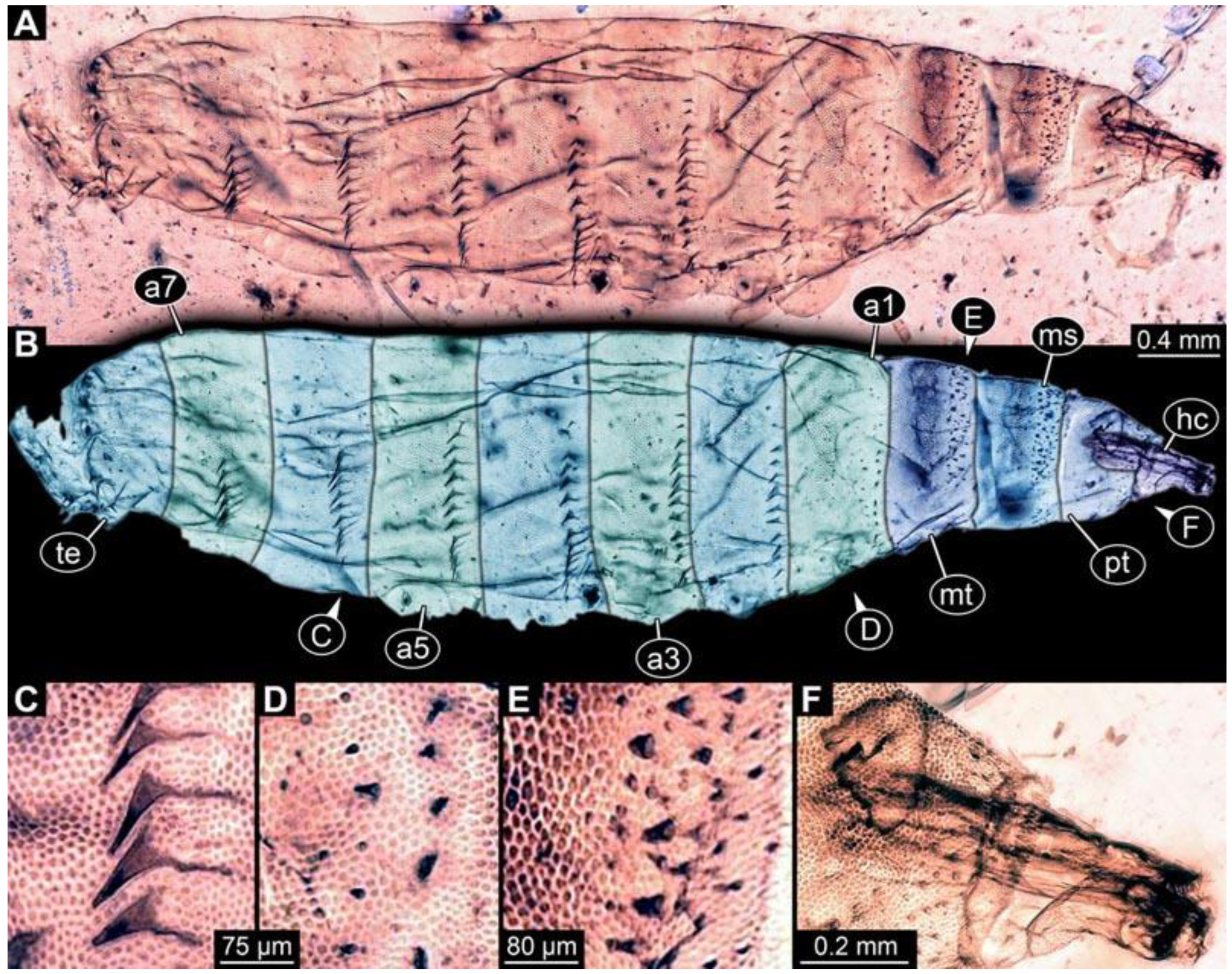 Diversity 15 00247 g006