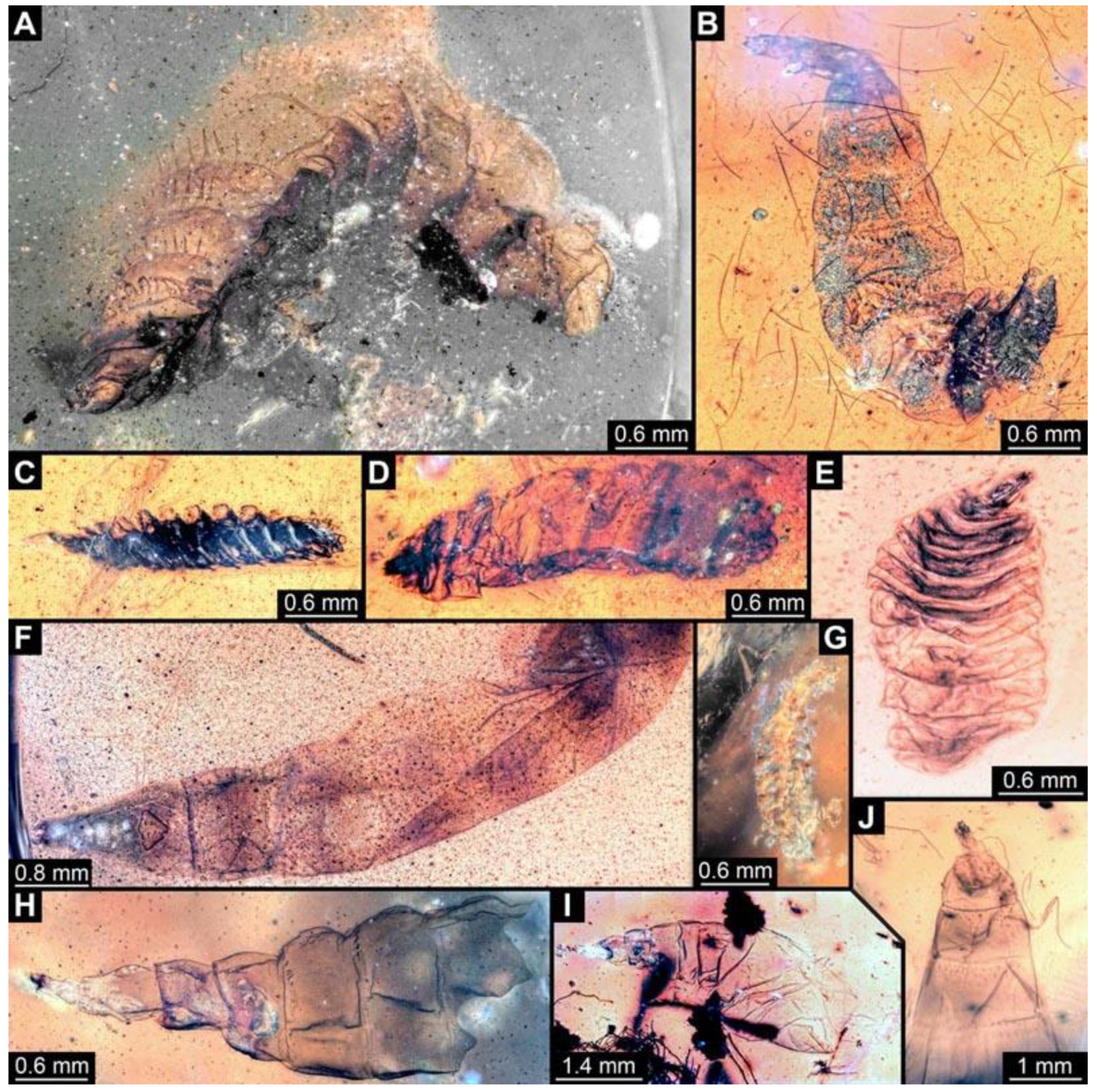 Diversity 15 00247 g007