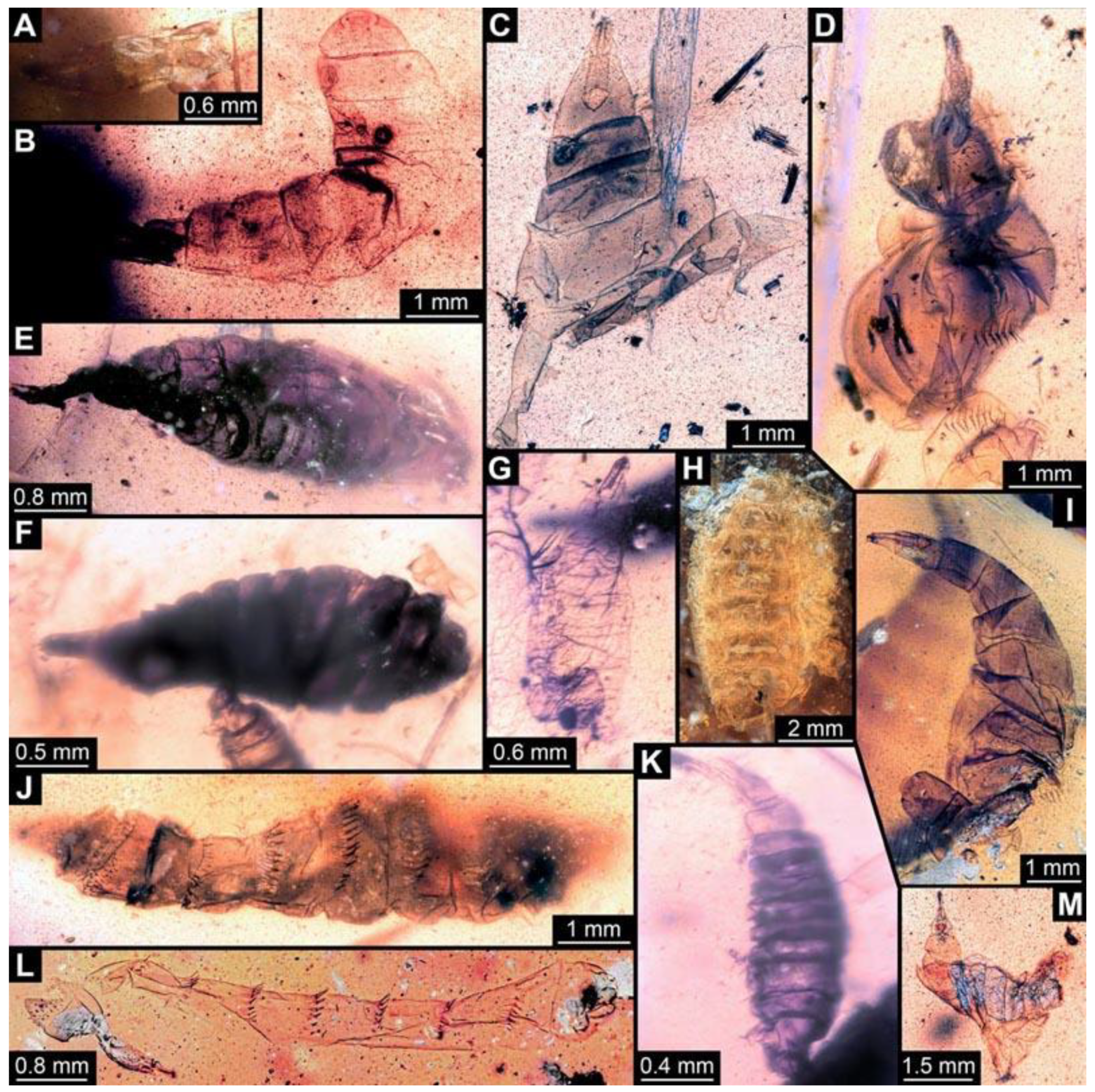 Diversity 15 00247 g008