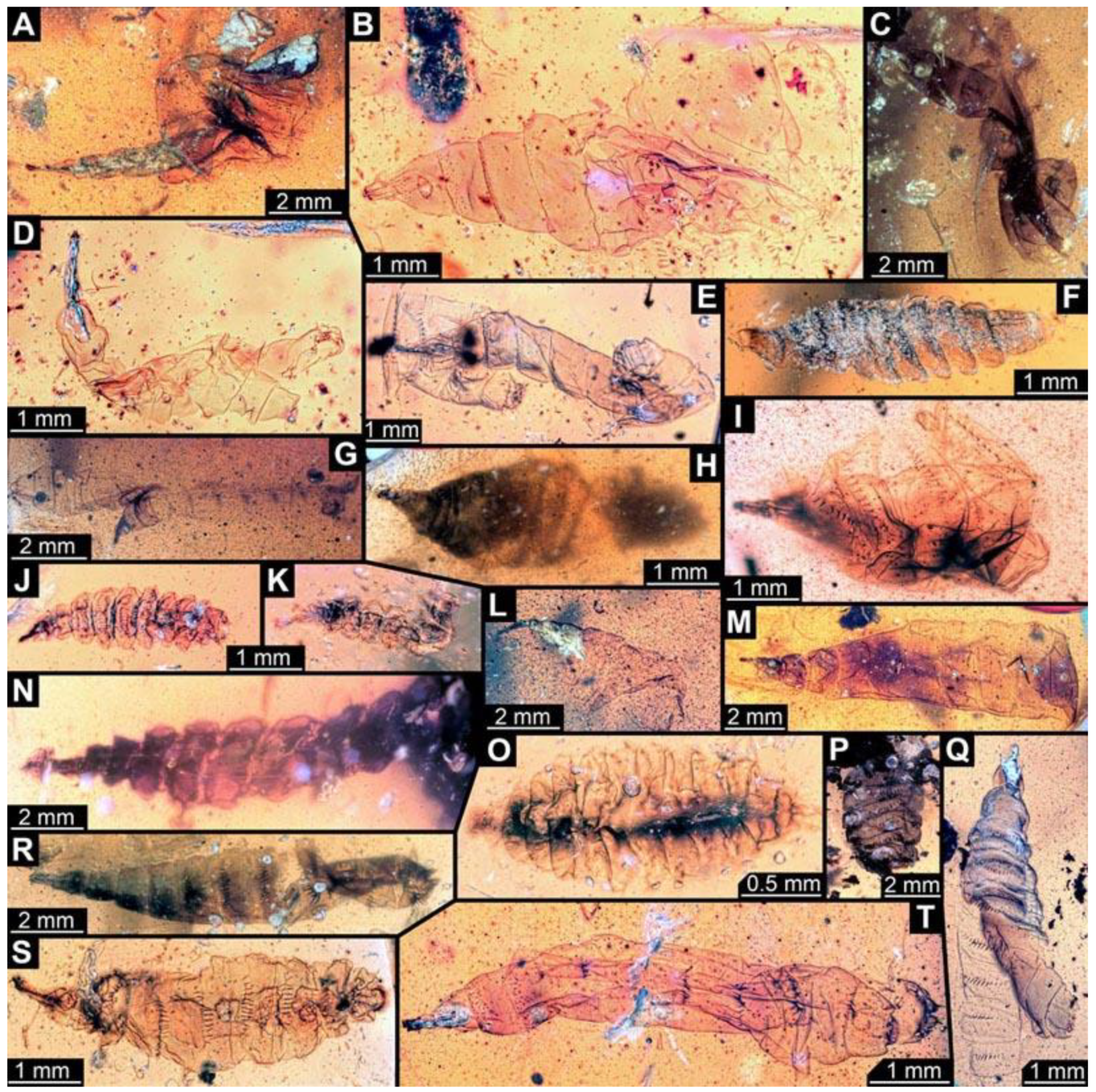 Diversity 15 00247 g010