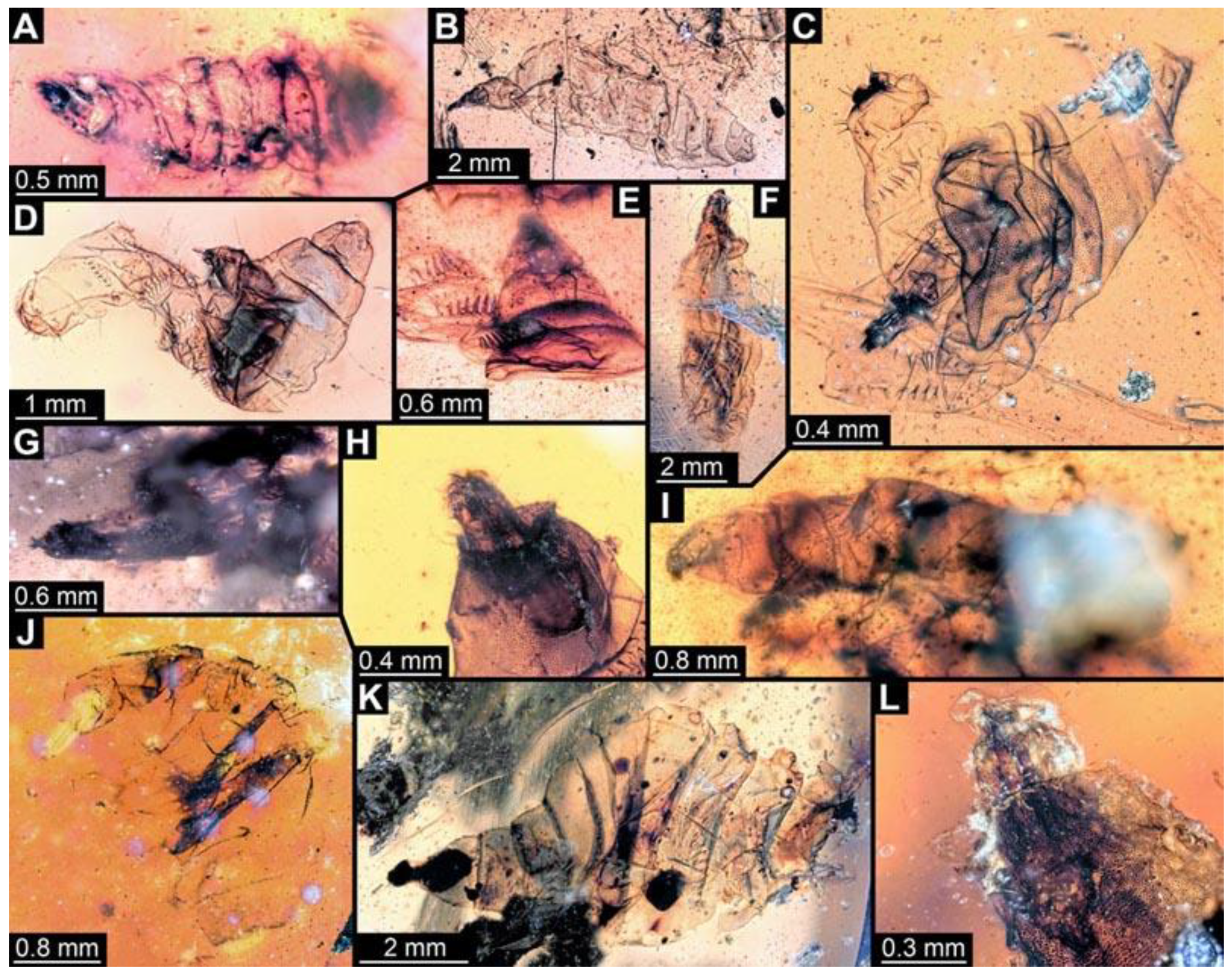 Diversity 15 00247 g013