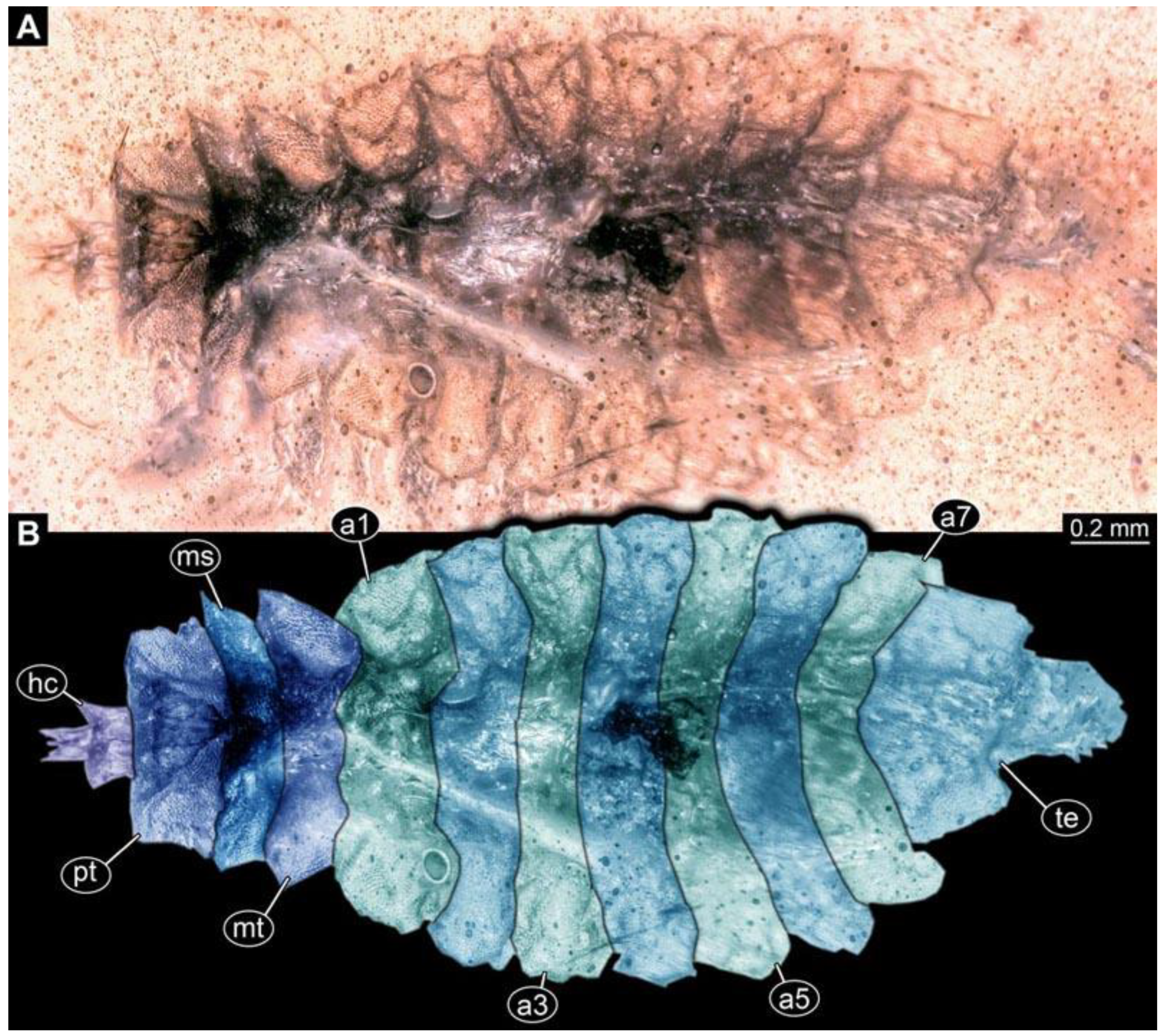 Diversity 15 00247 g017