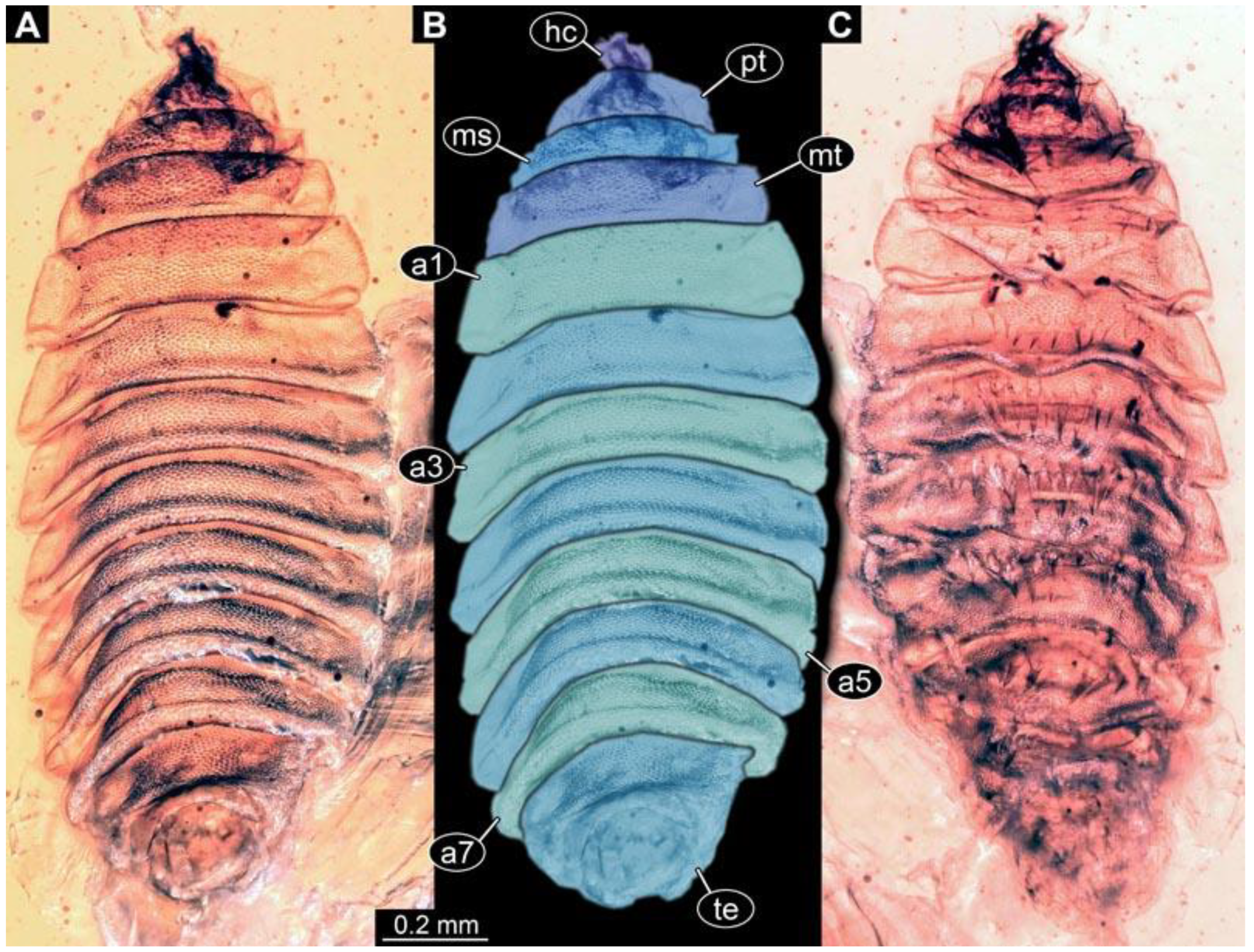 Diversity 15 00247 g018