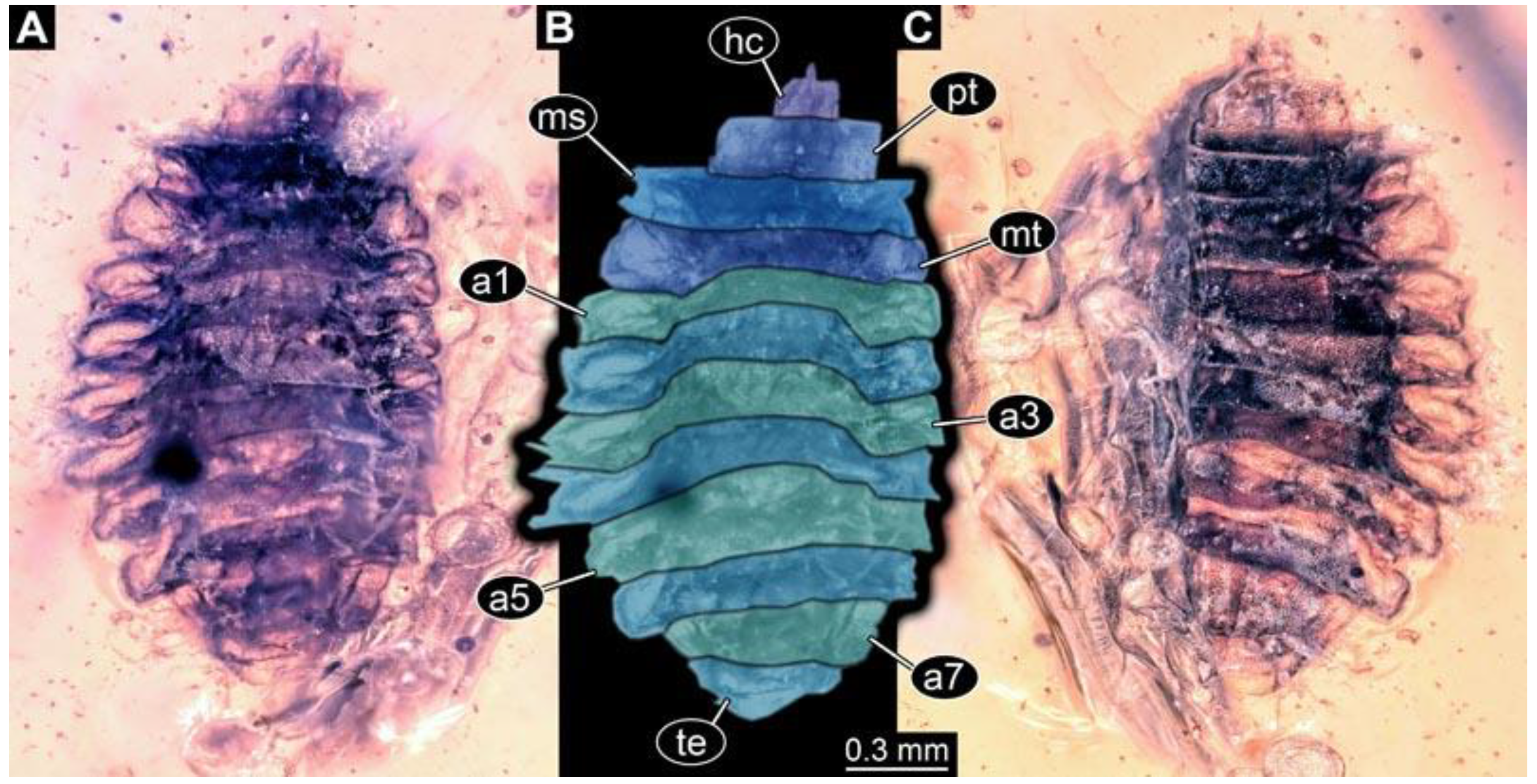 Diversity 15 00247 g019