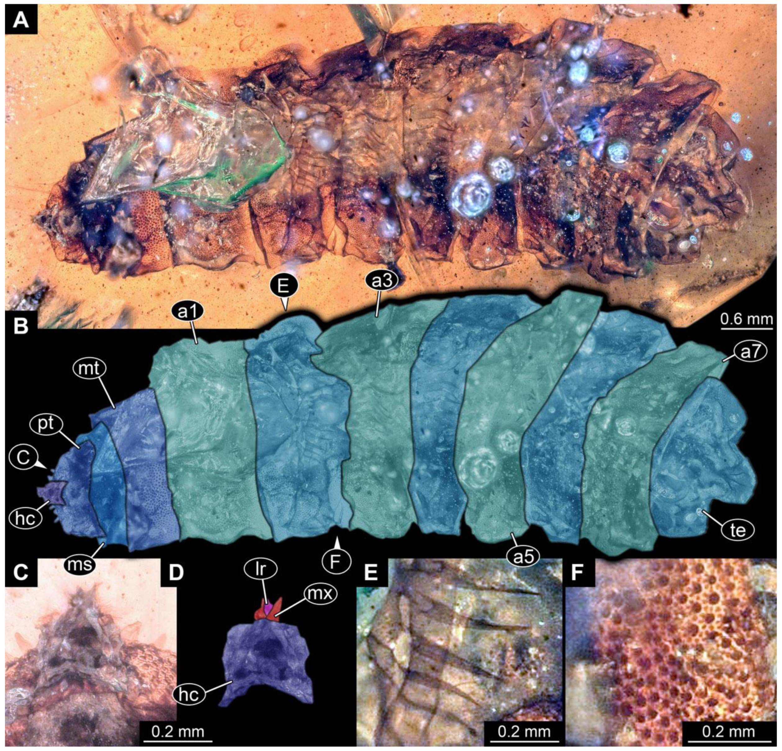 Diversity 15 00247 g025
