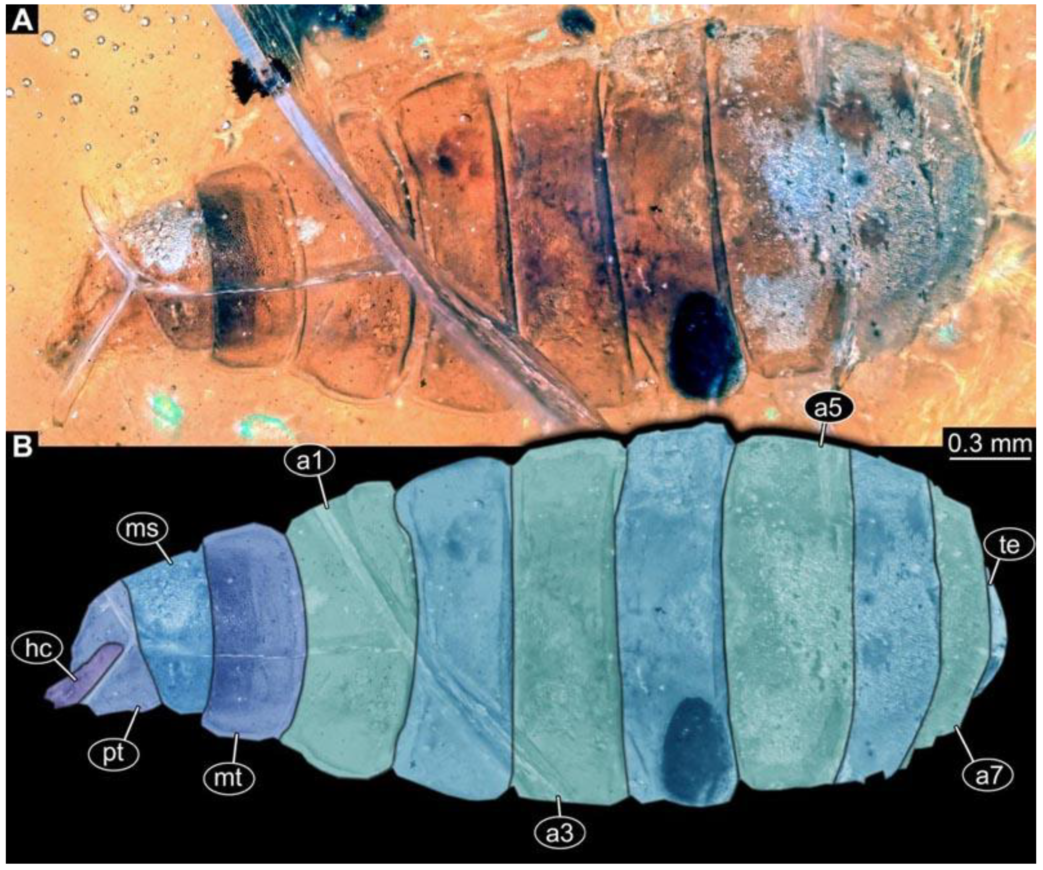 Diversity 15 00247 g026