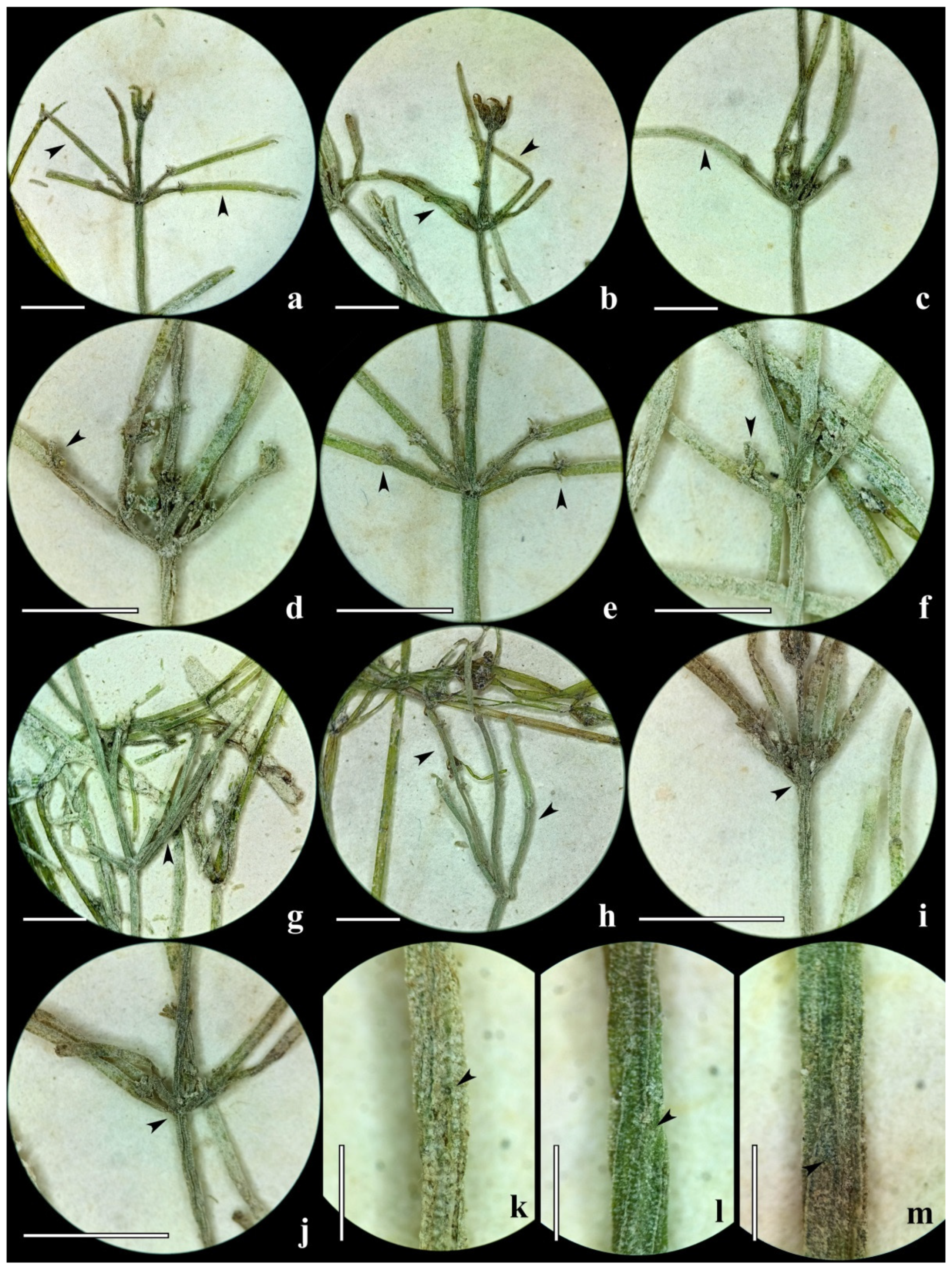 Diversity 15 00249 g003 Diversity 15 00249 g003