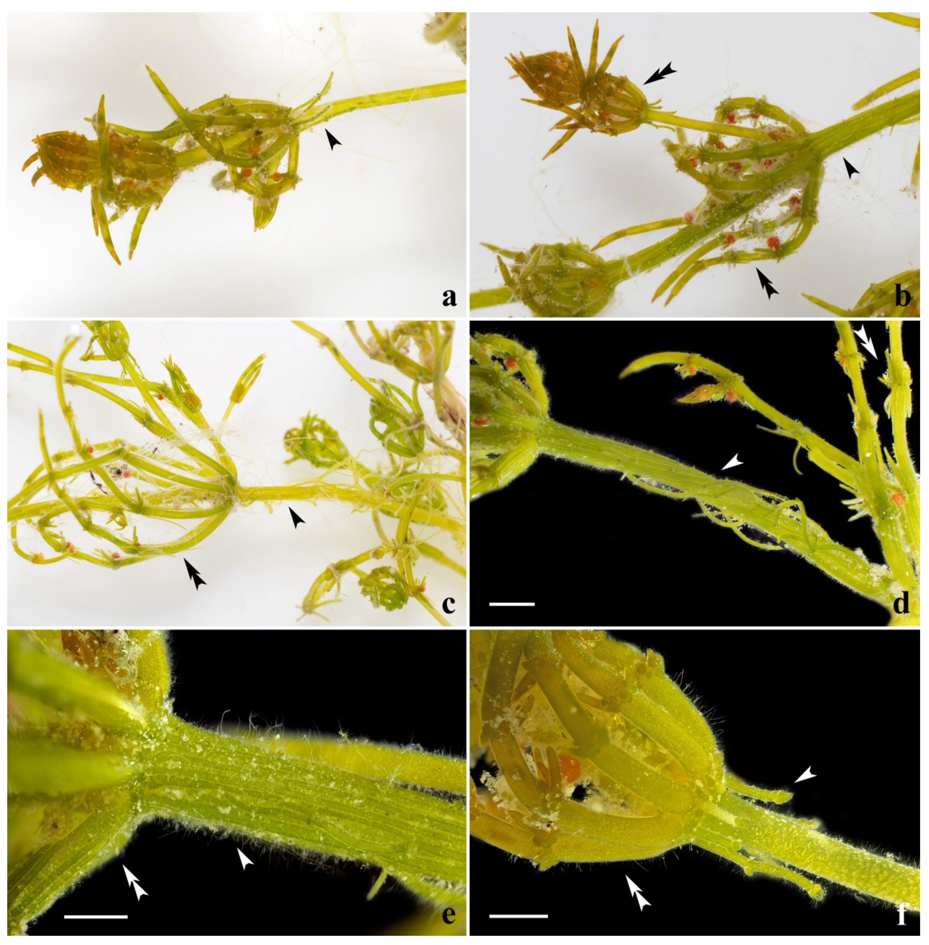 Diversity 15 00249 g004 Diversity 15 00249 g004