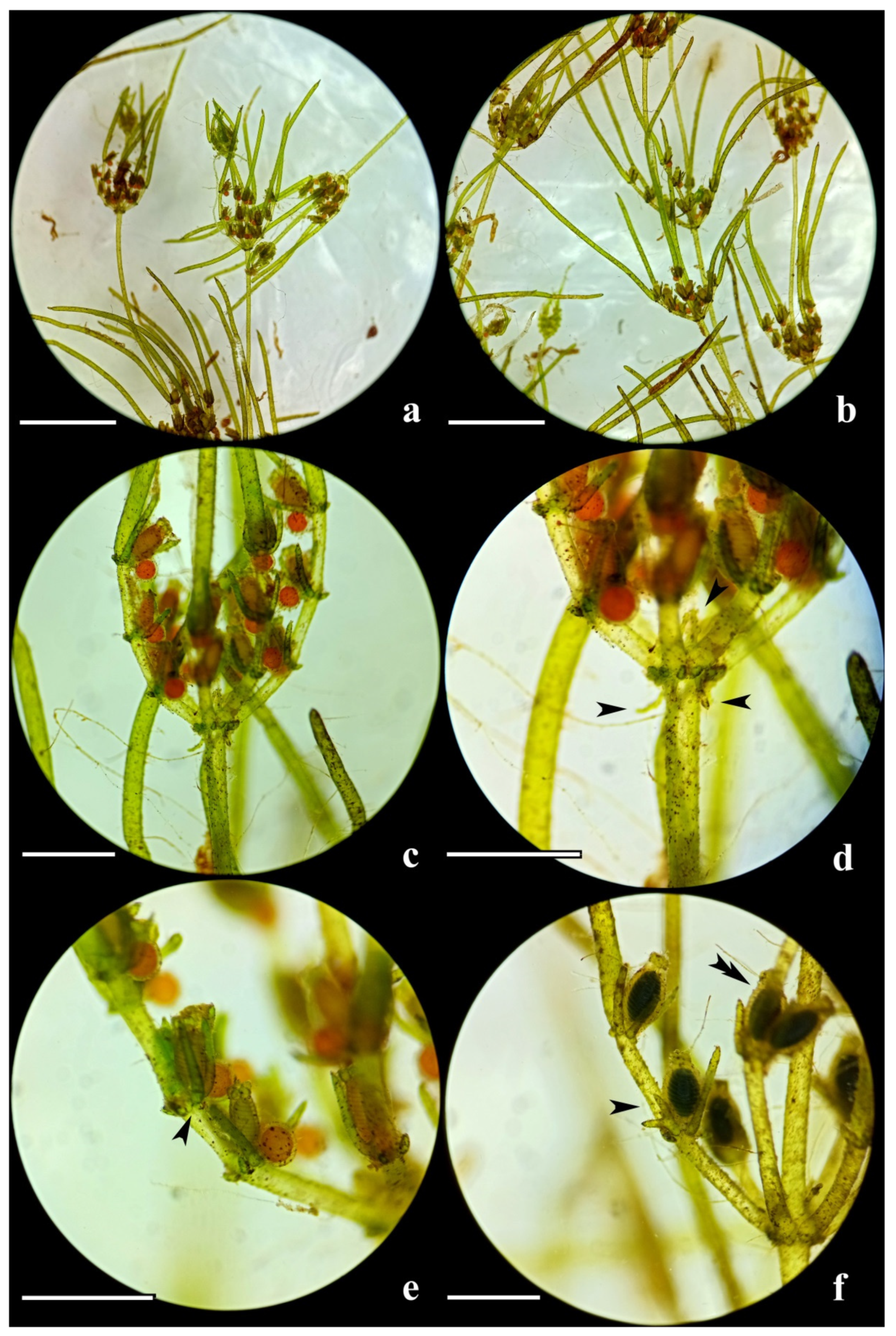 Diversity 15 00249 g005 Diversity 15 00249 g005