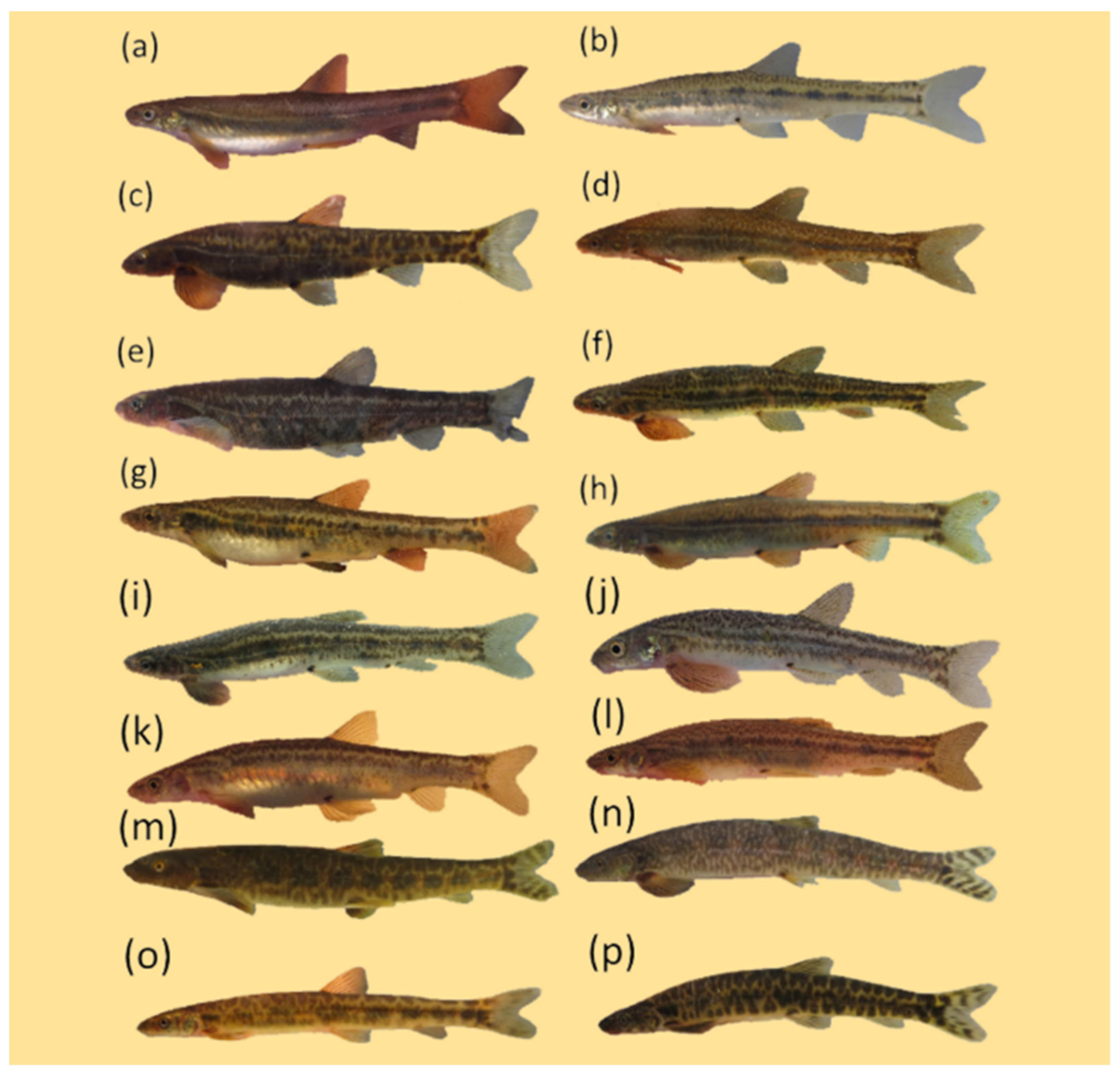 Diversity 15 00259 g0a3 550