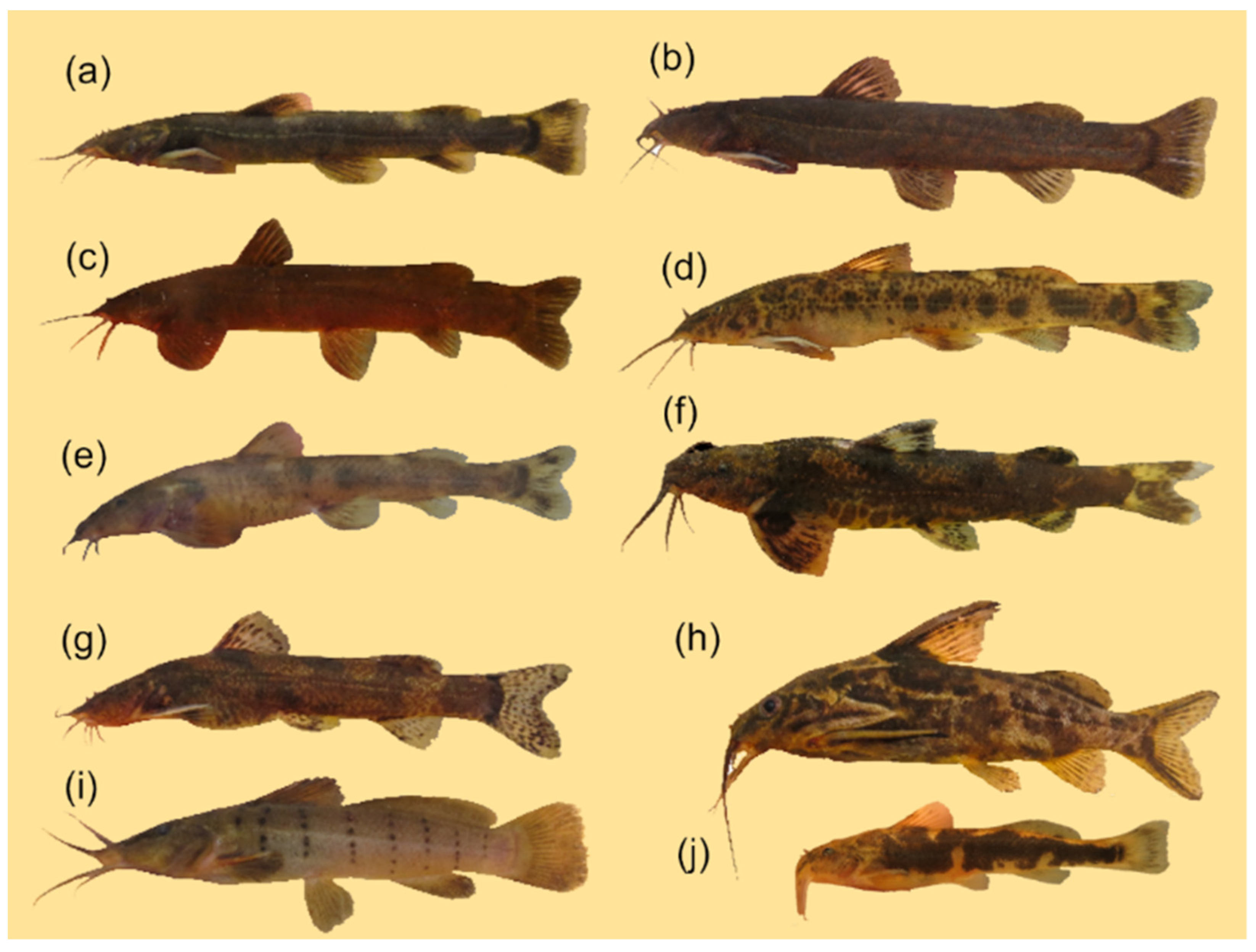 Diversity 15 00259 g0a5 550