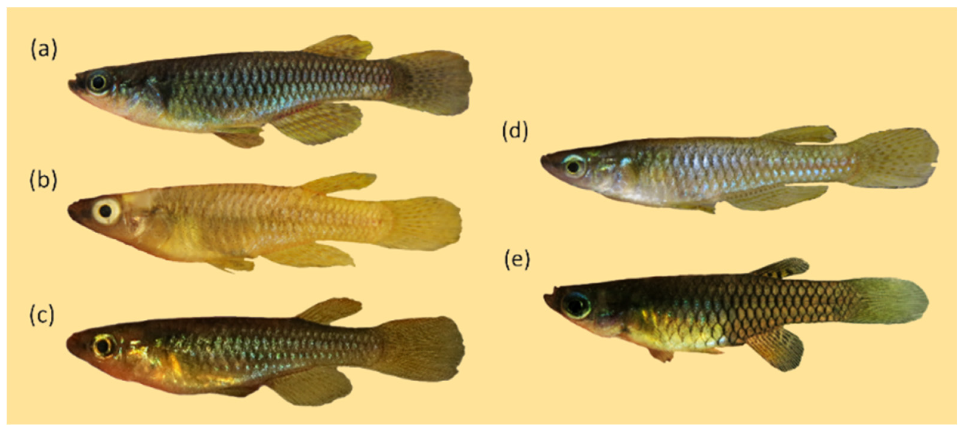 Diversity 15 00259 g0a7 550