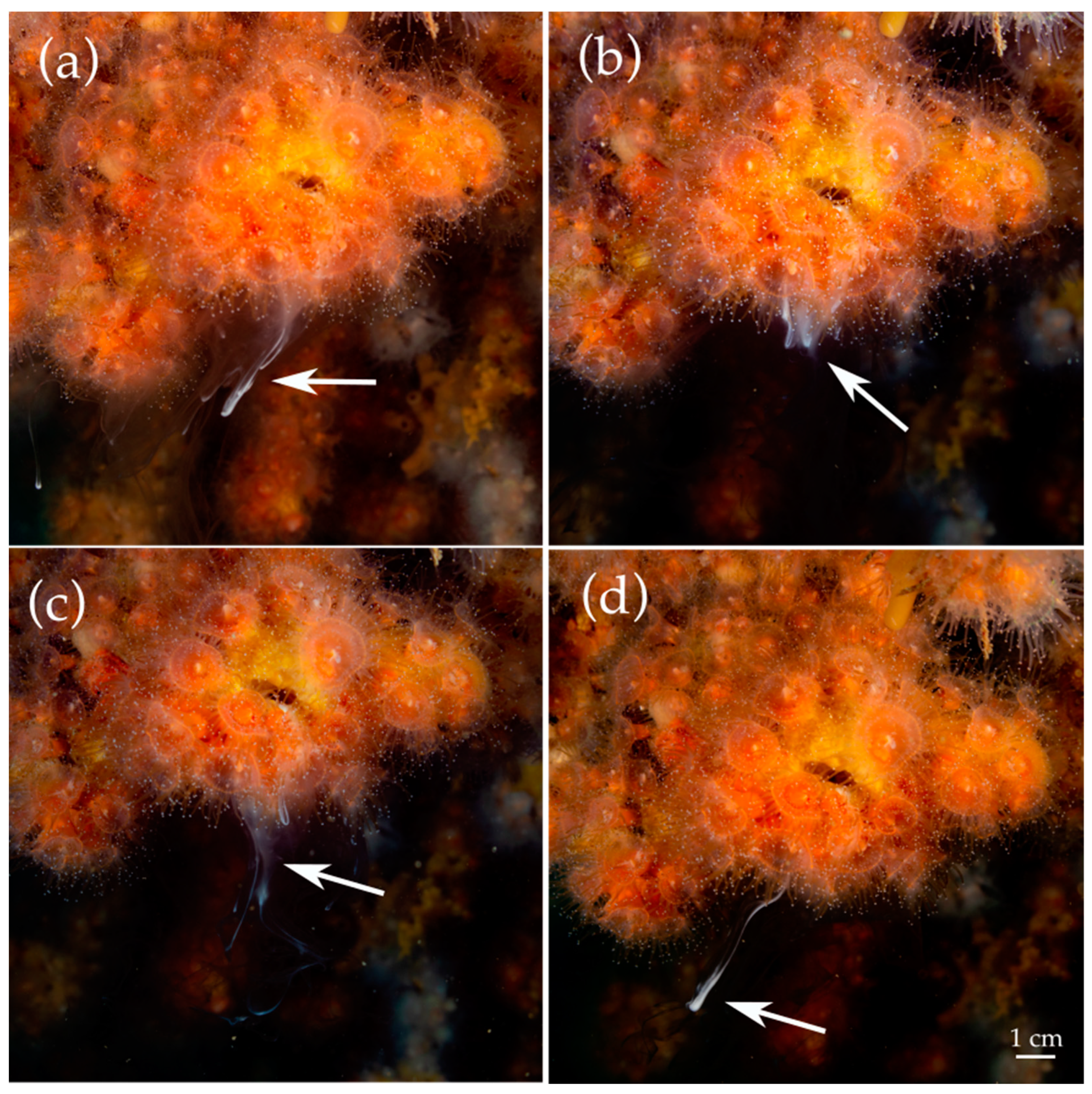 Diversity 15 00287 g001 Diversity 15 00287 g001