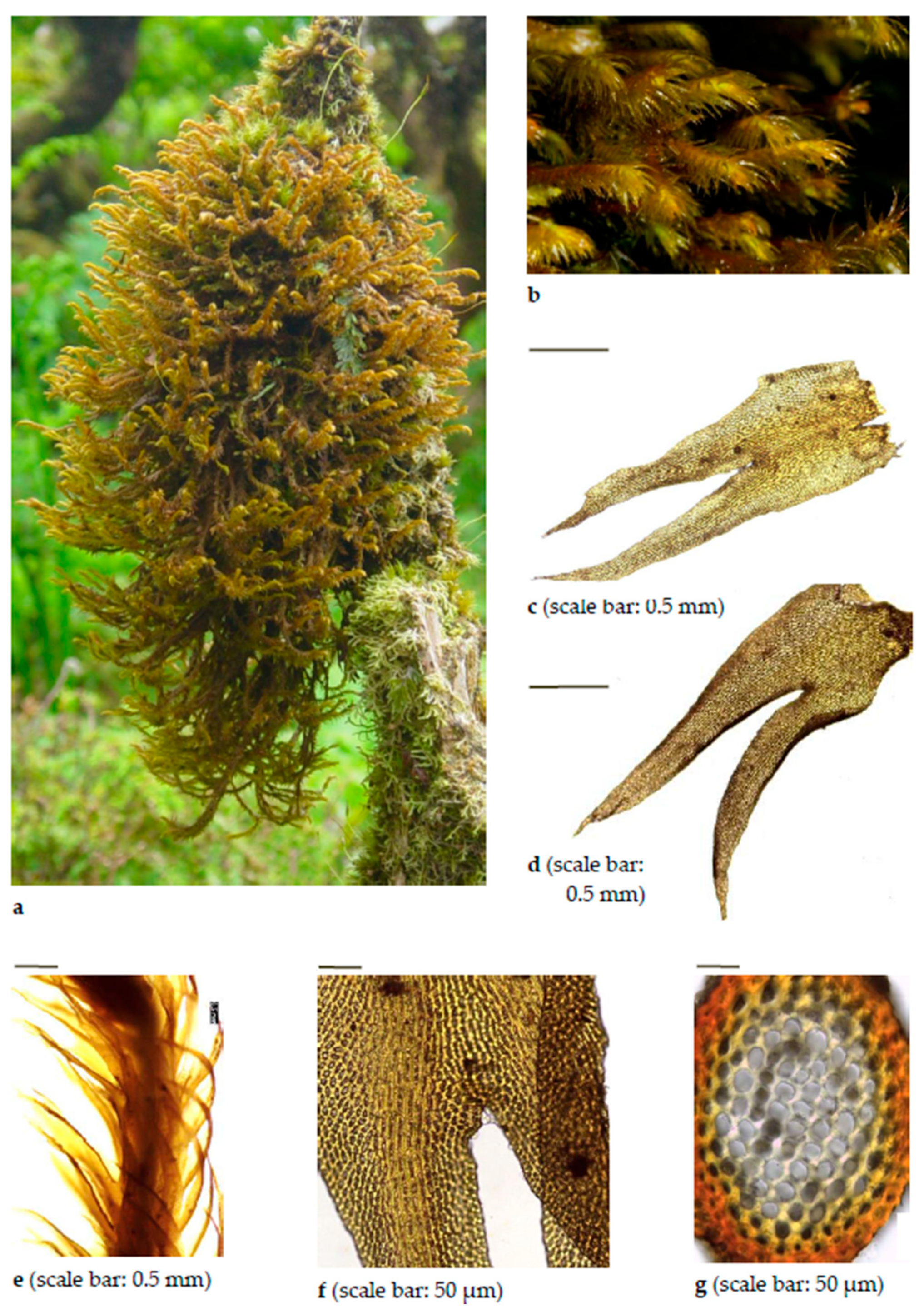 Diversity 15 00295 g0a1