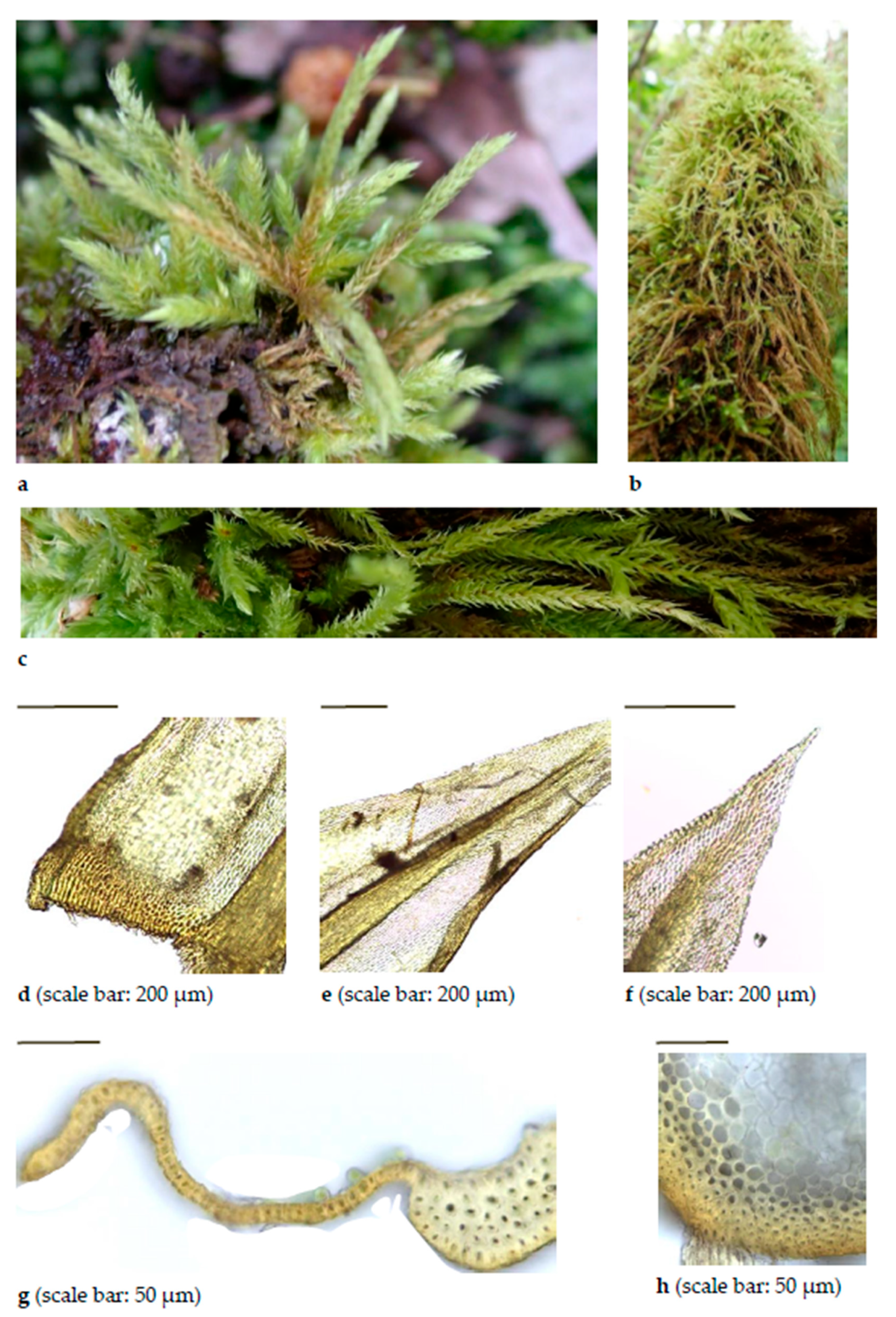 Diversity 15 00295 g0a12