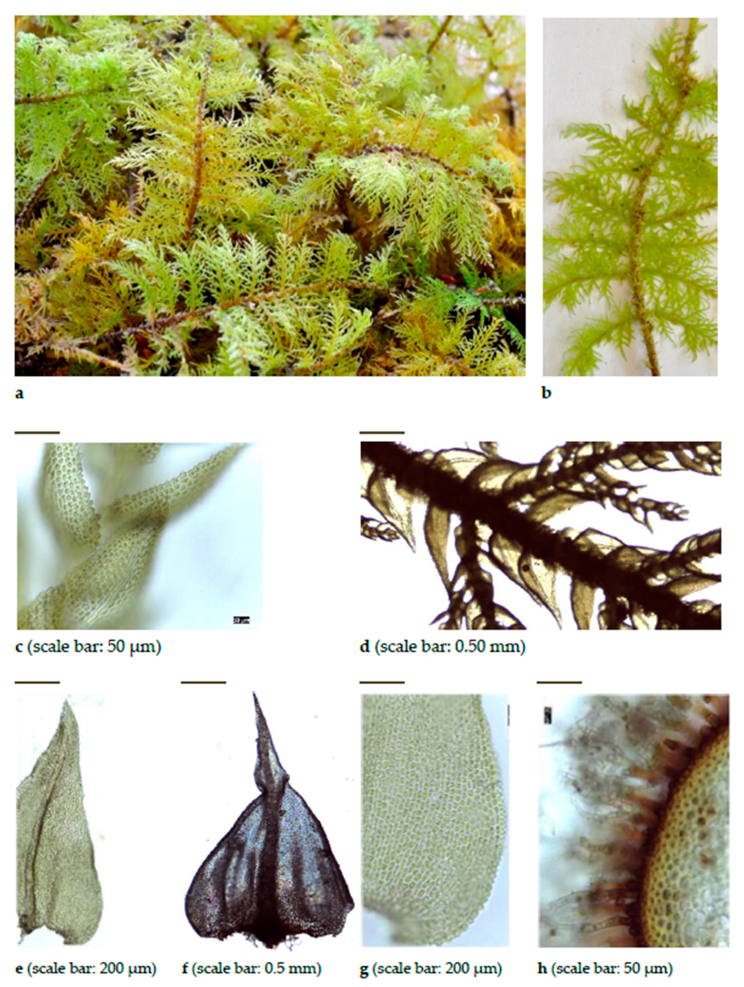 Diversity 15 00295 g0a14