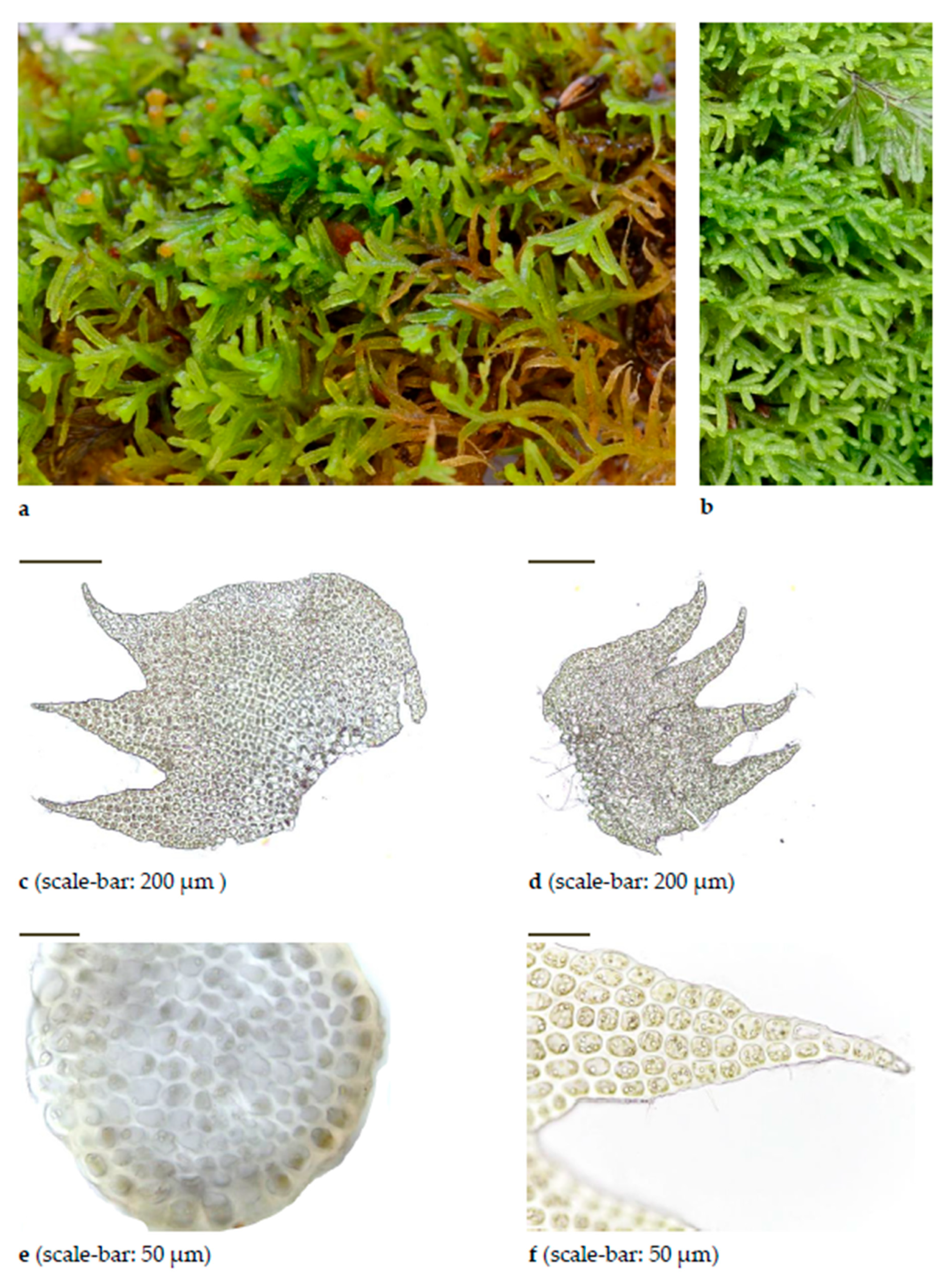 Diversity 15 00295 g0a3