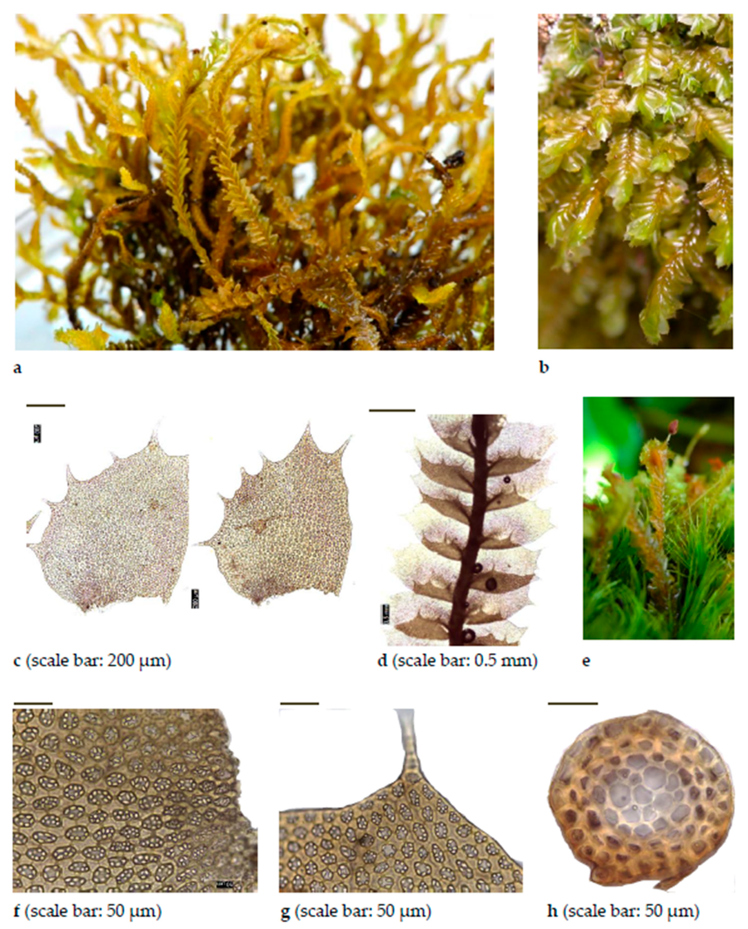 Diversity 15 00295 g0a4